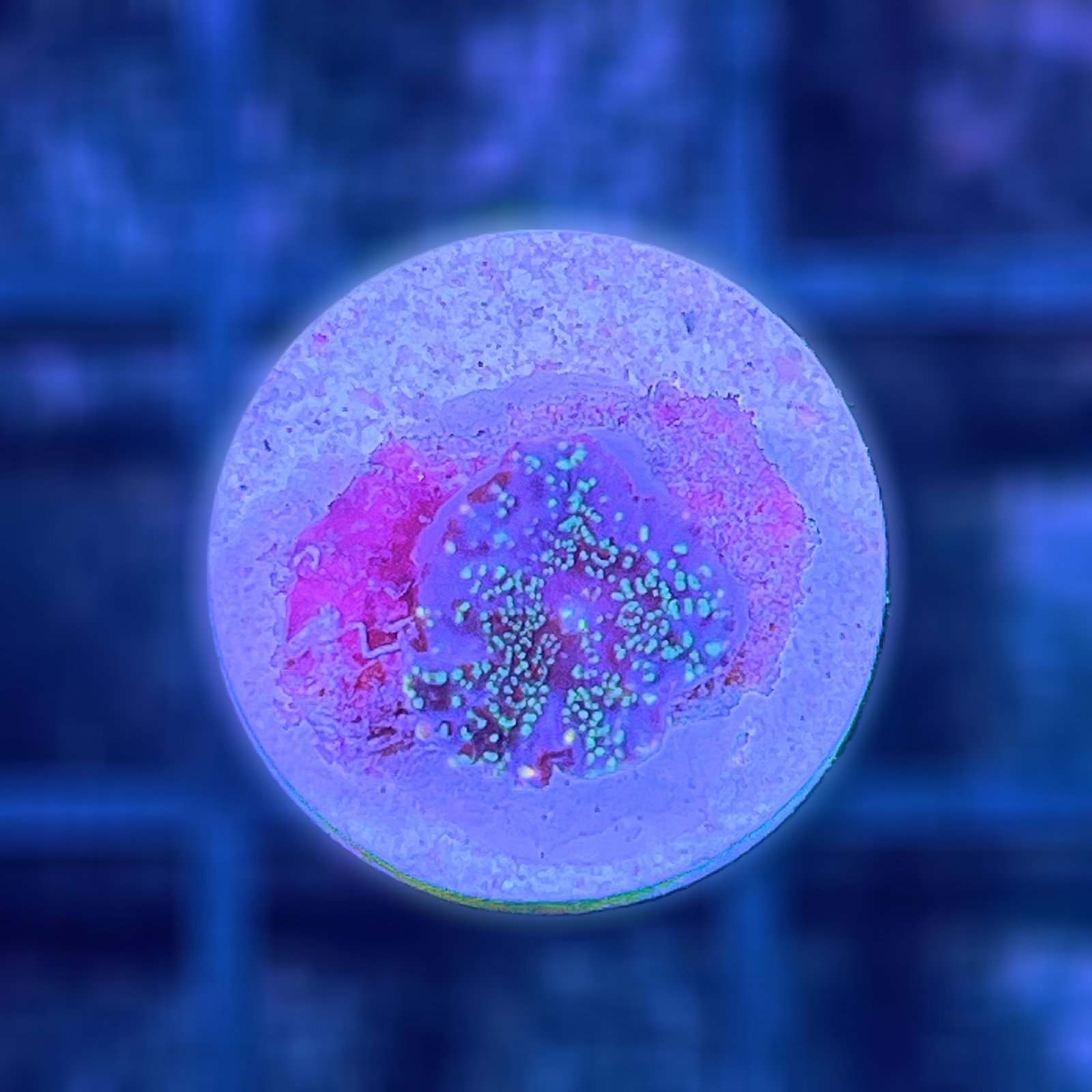 LC Rhodactis Galaxy