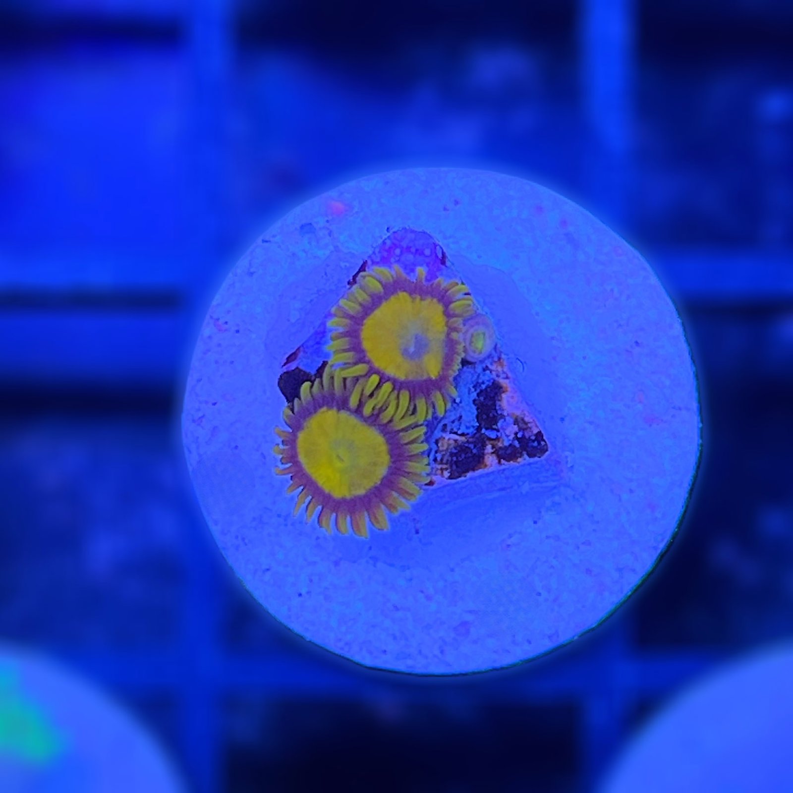 Midas King Zoas