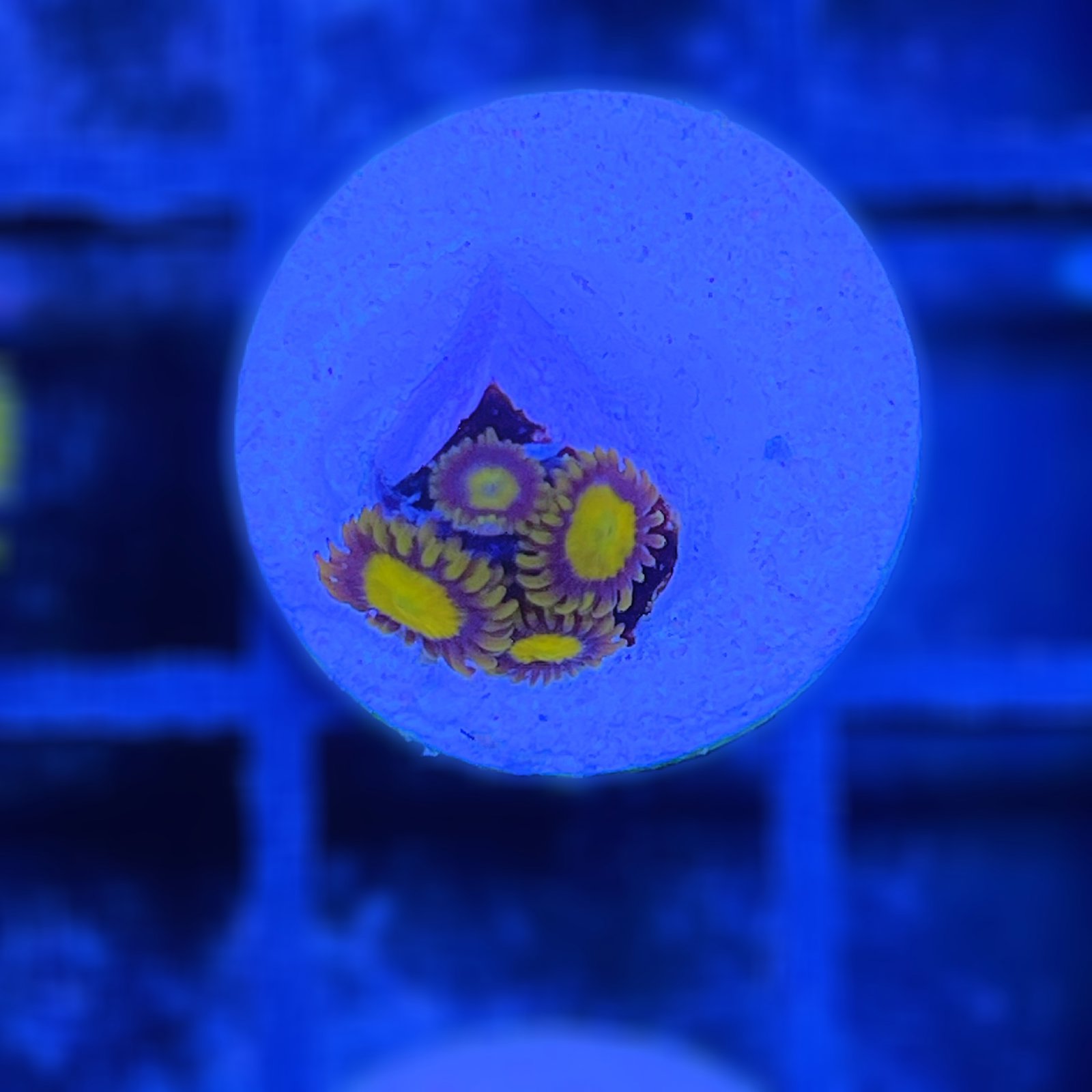 Midas King Zoas