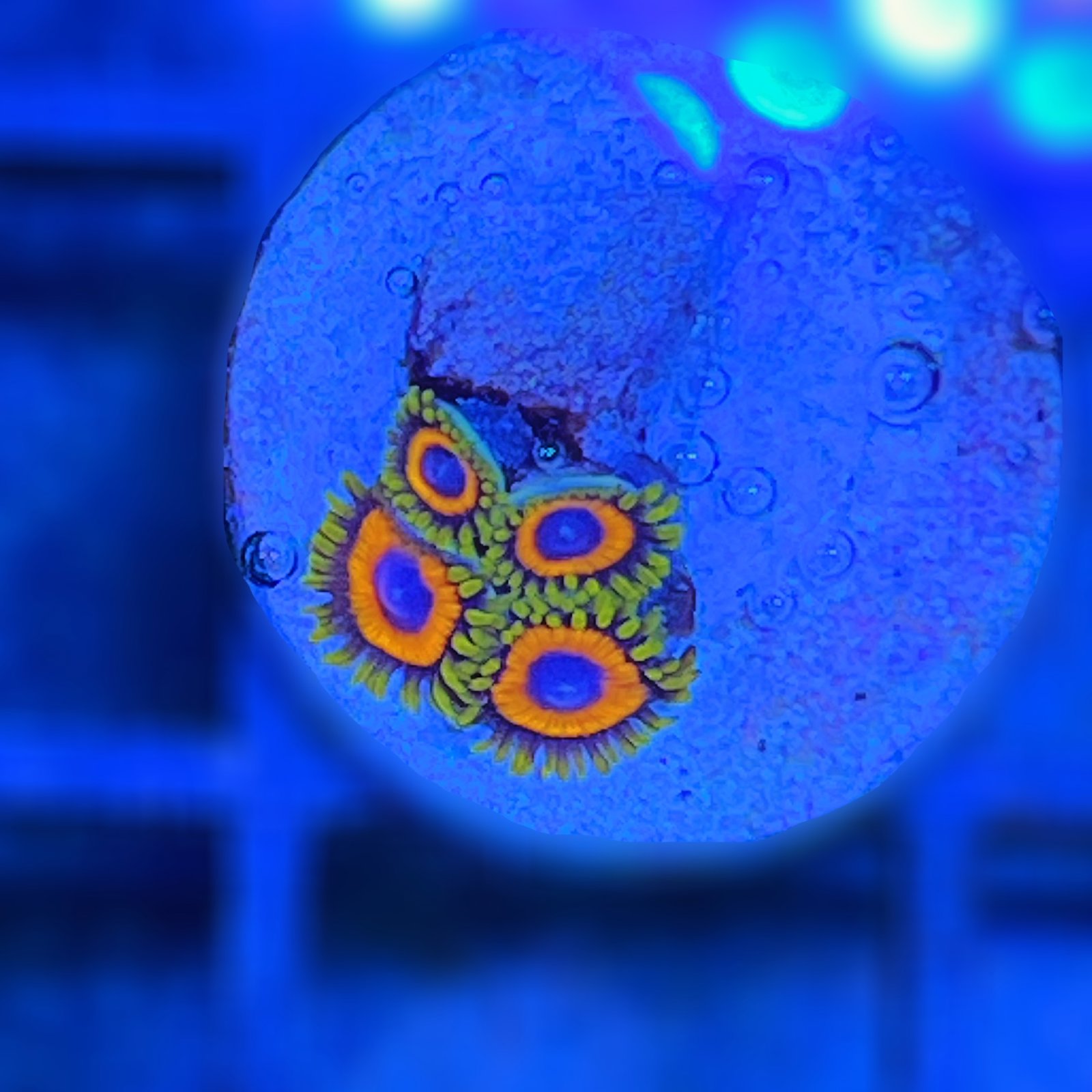 Jungle Juice Zoas