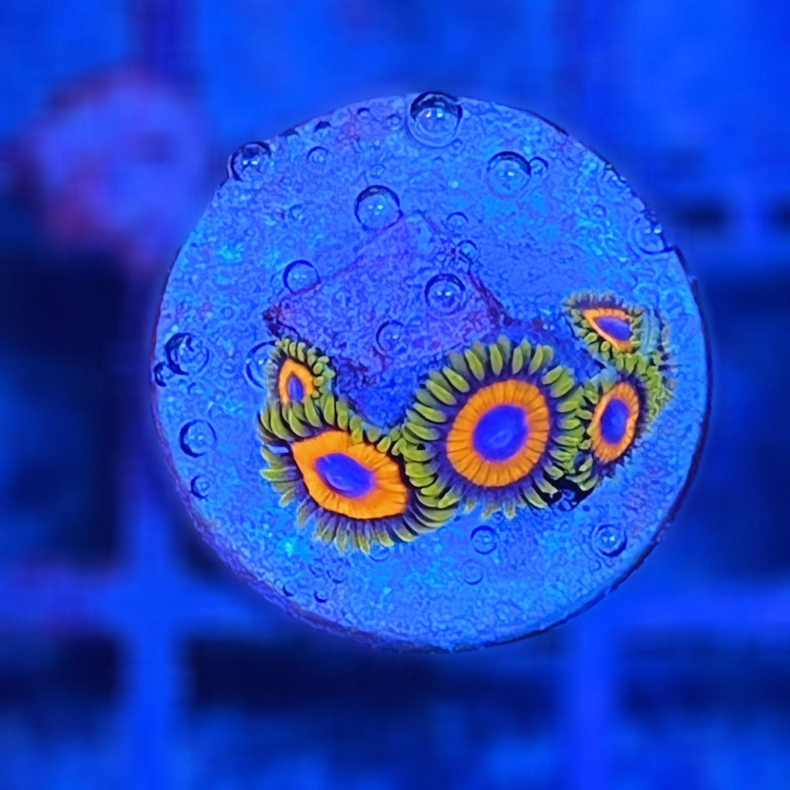 Jungle Juice Zoas