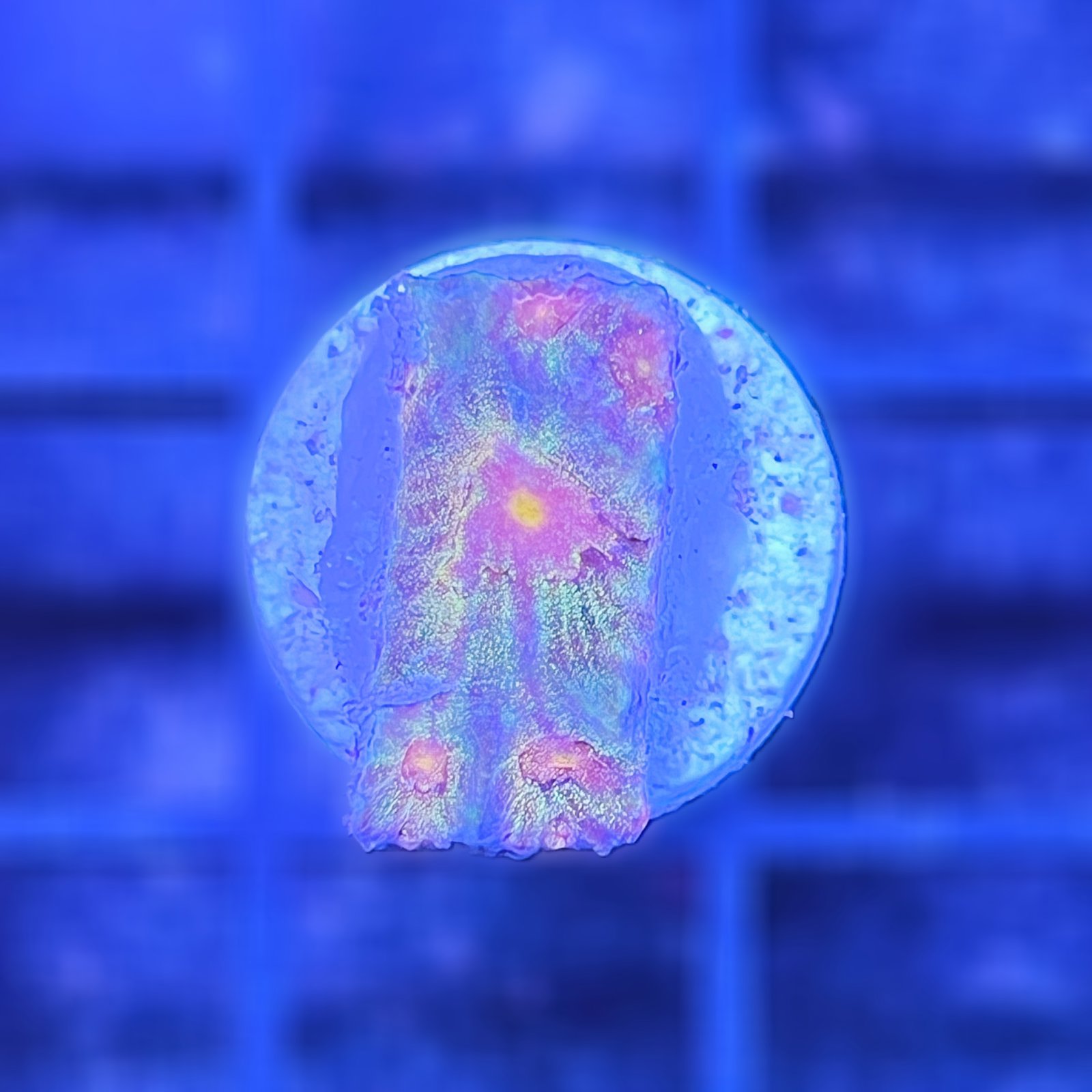 LC Ultra Rainbow Favia