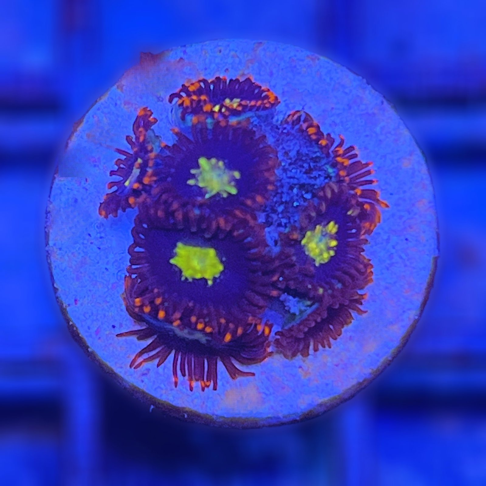 Flaming Suns Zoas
