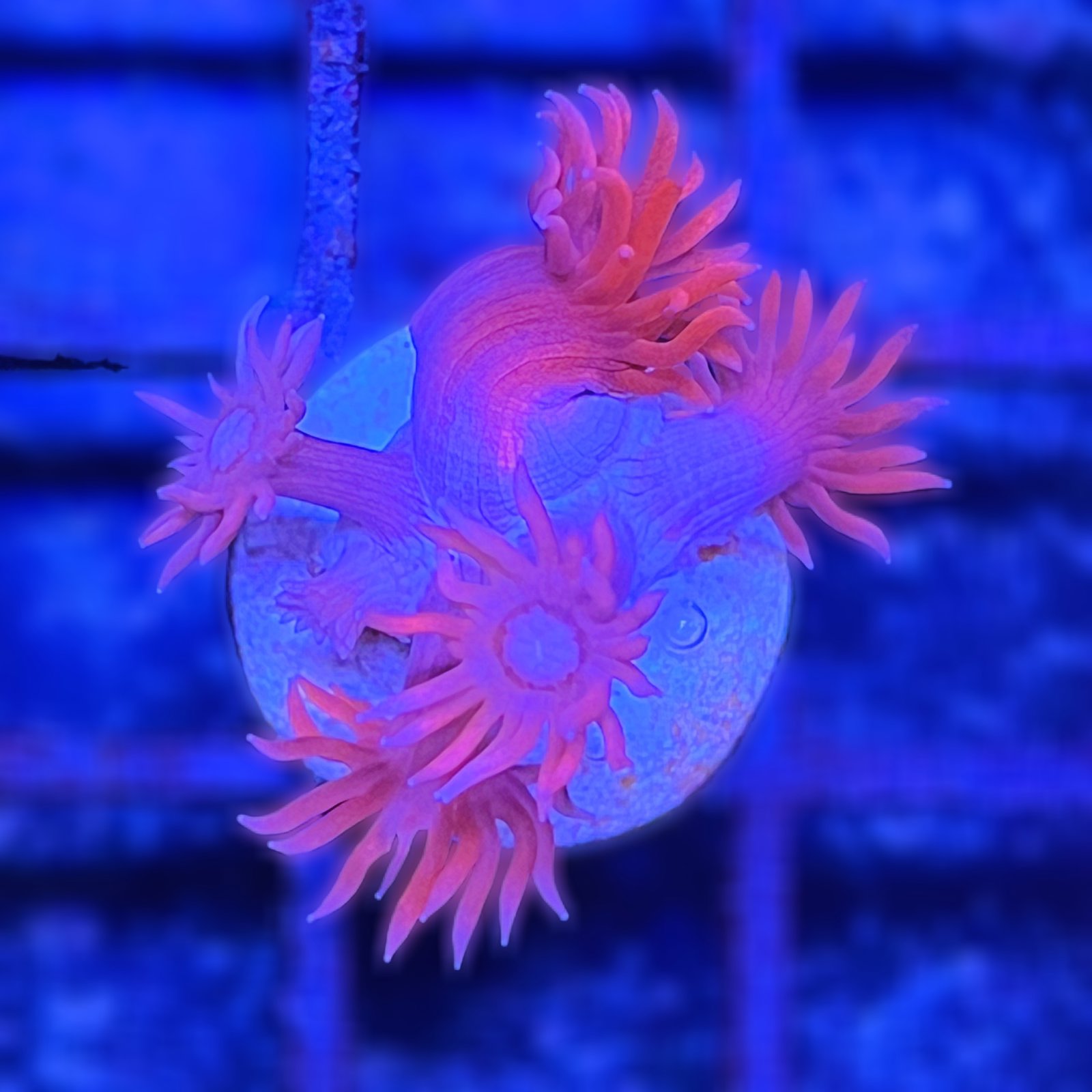 TSA Red On Goniopora
