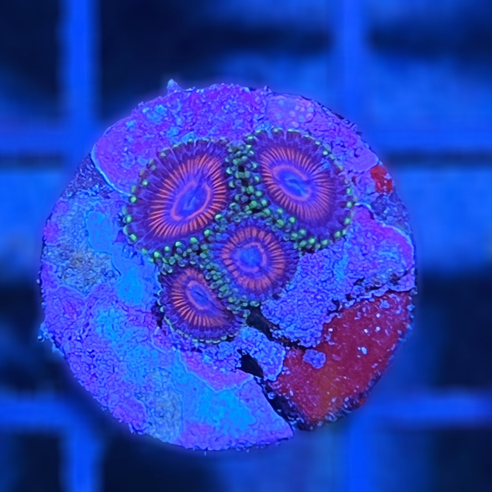 Space Queen Zoas