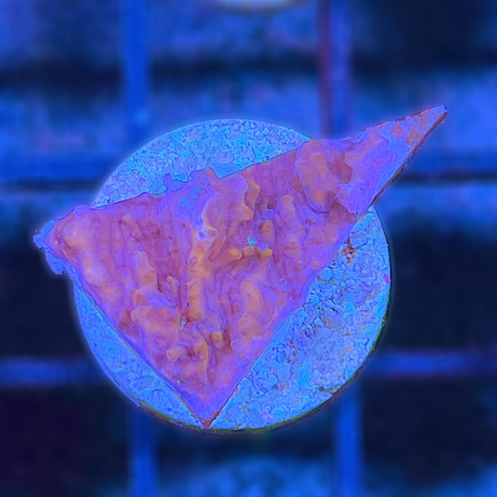 Peach Cobbler Chalice