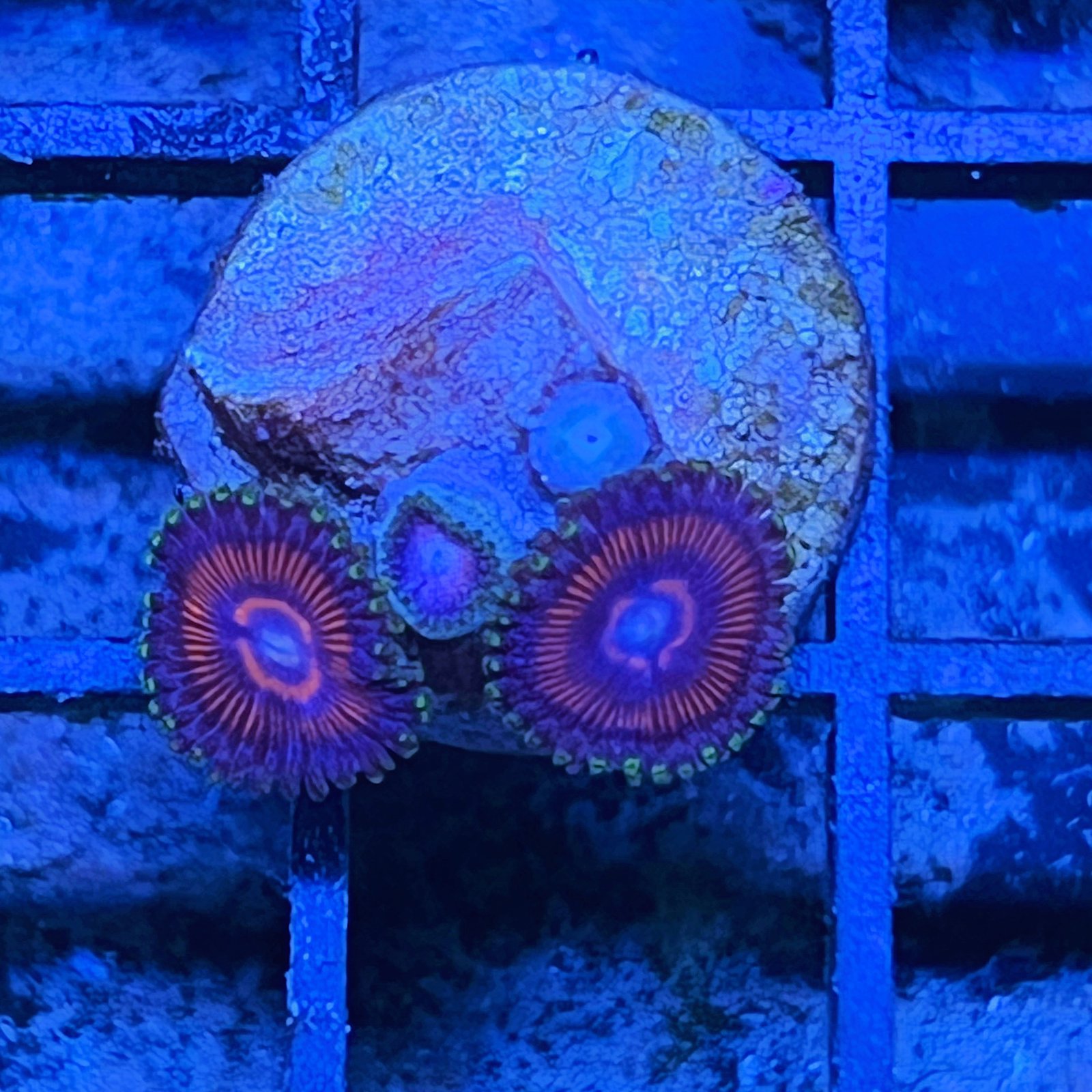 Space Queen Zoas