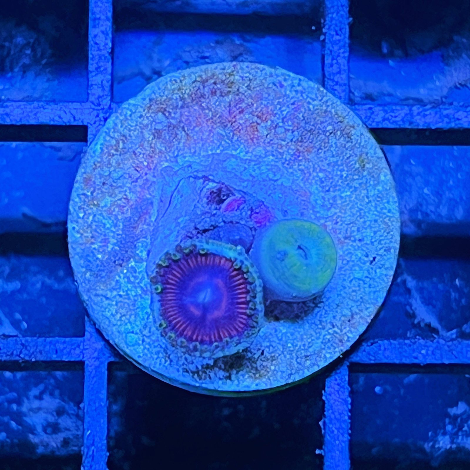 Space Queen Zoas