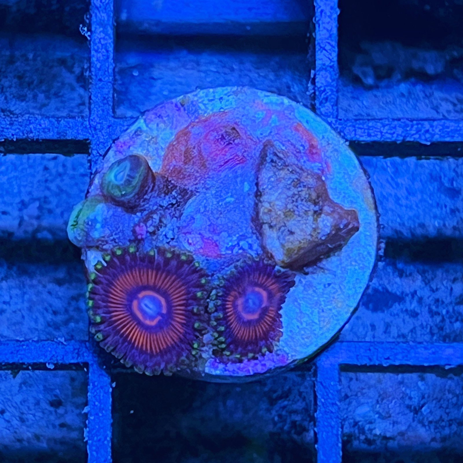 Space Queen Zoas