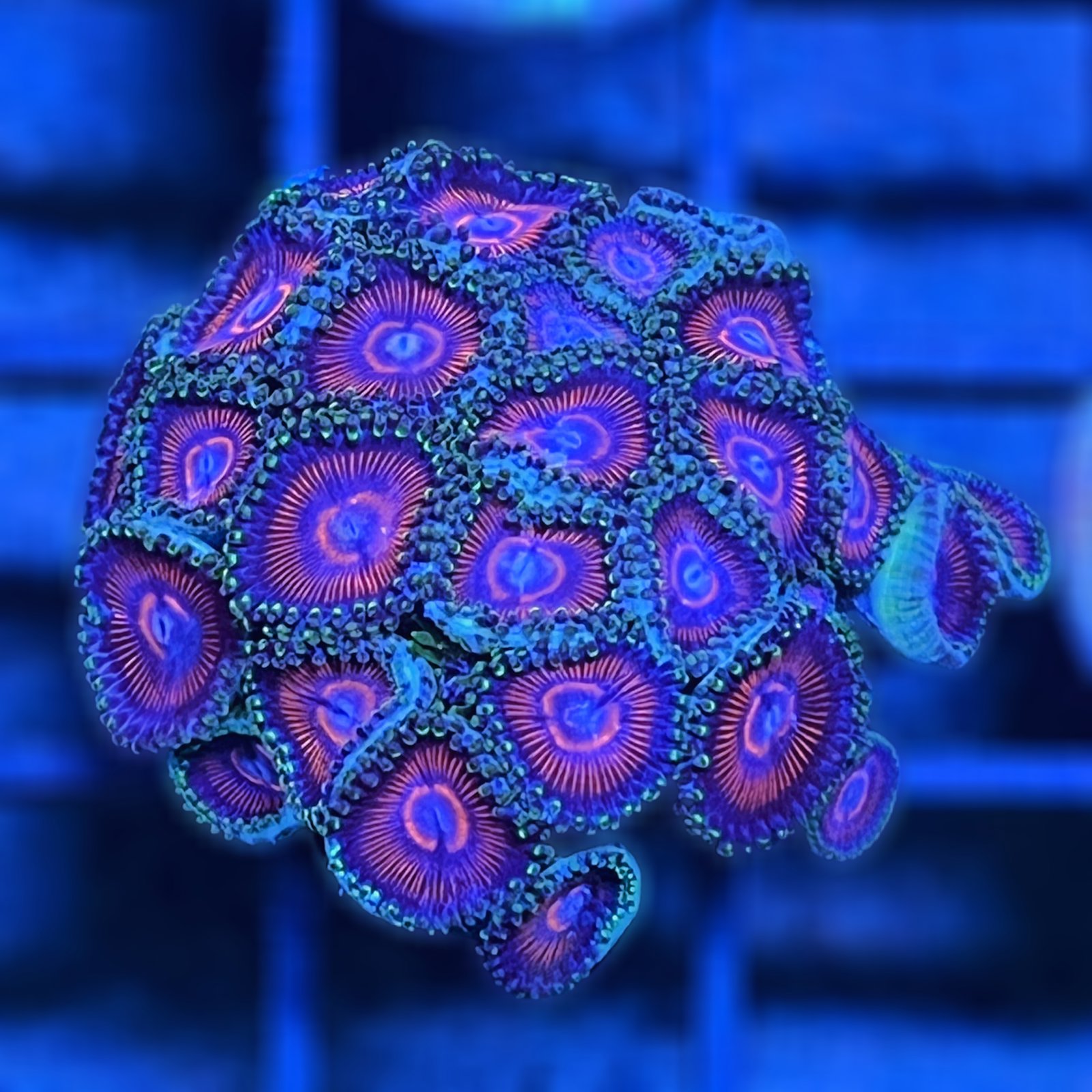 Space Queen Zoas
