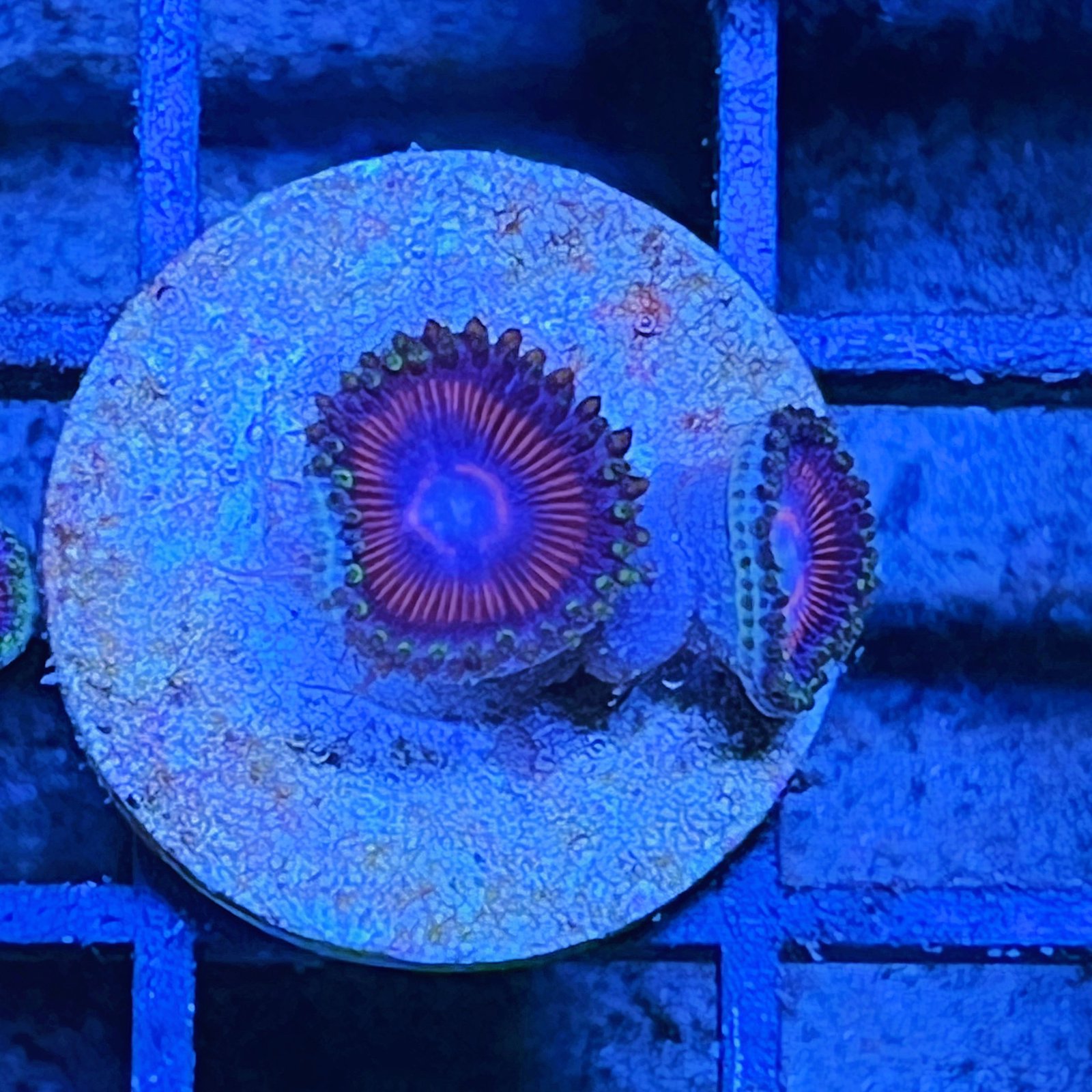 Space Queen Zoas