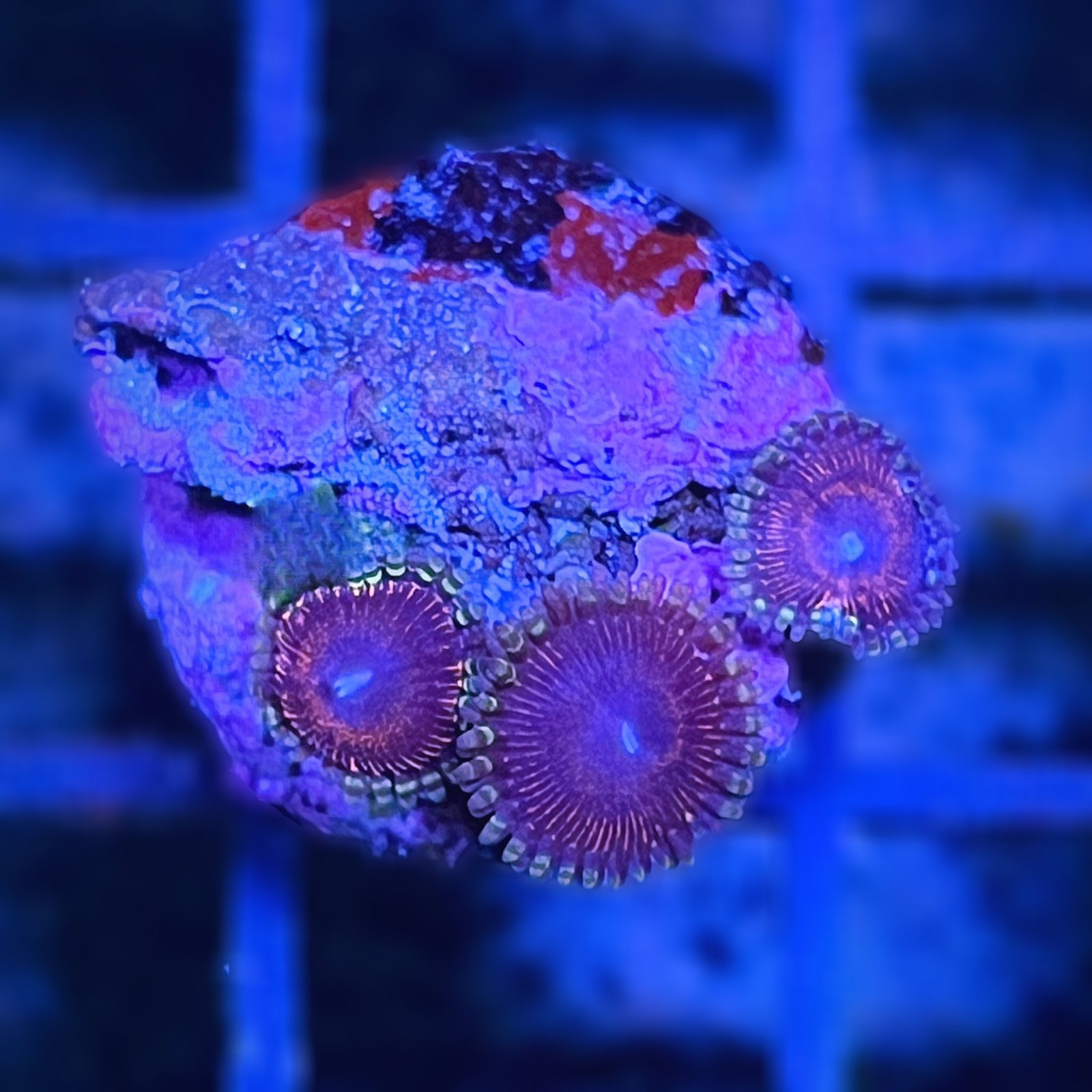 Space Queen Zoas