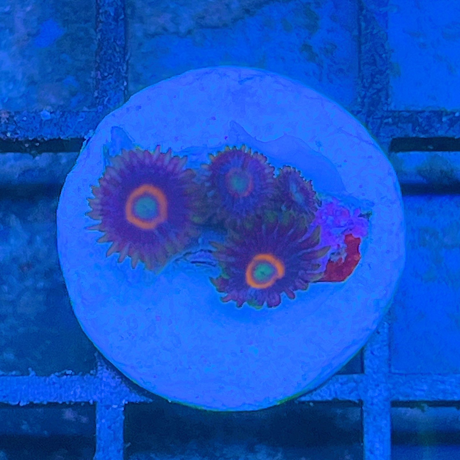 UFO Zoas