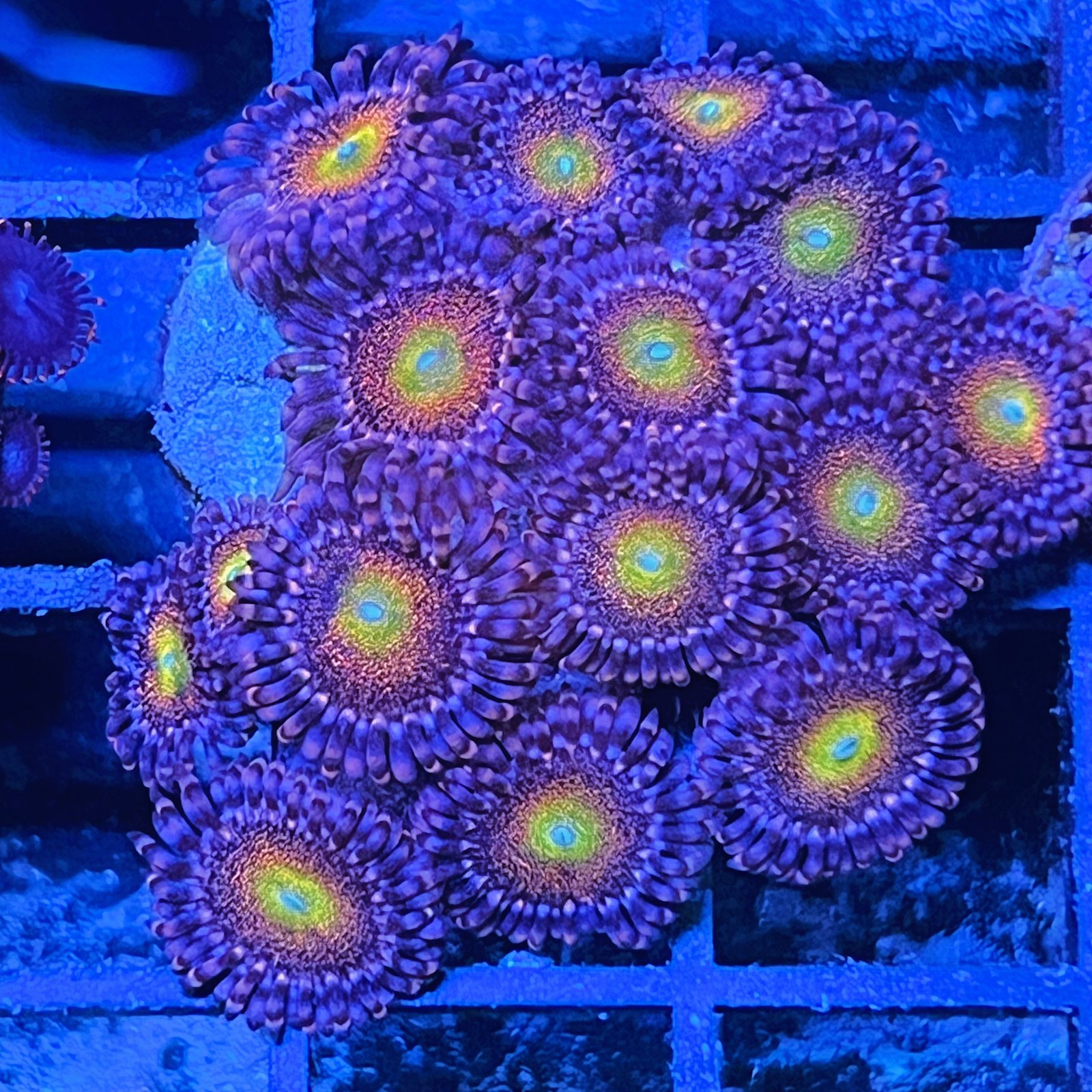 Mohawk Zoas - Colonia