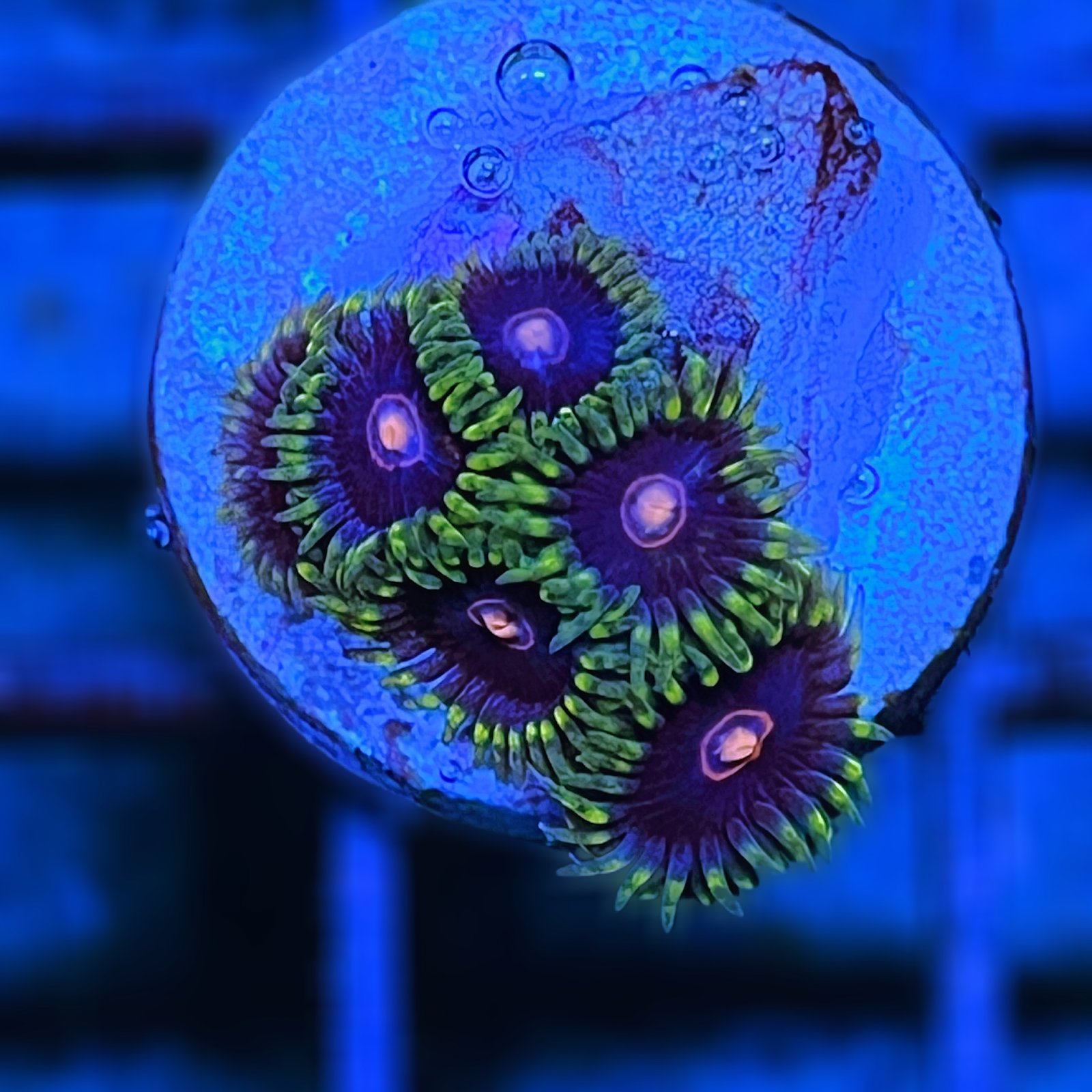 Jawbreaker Hornet Zoas