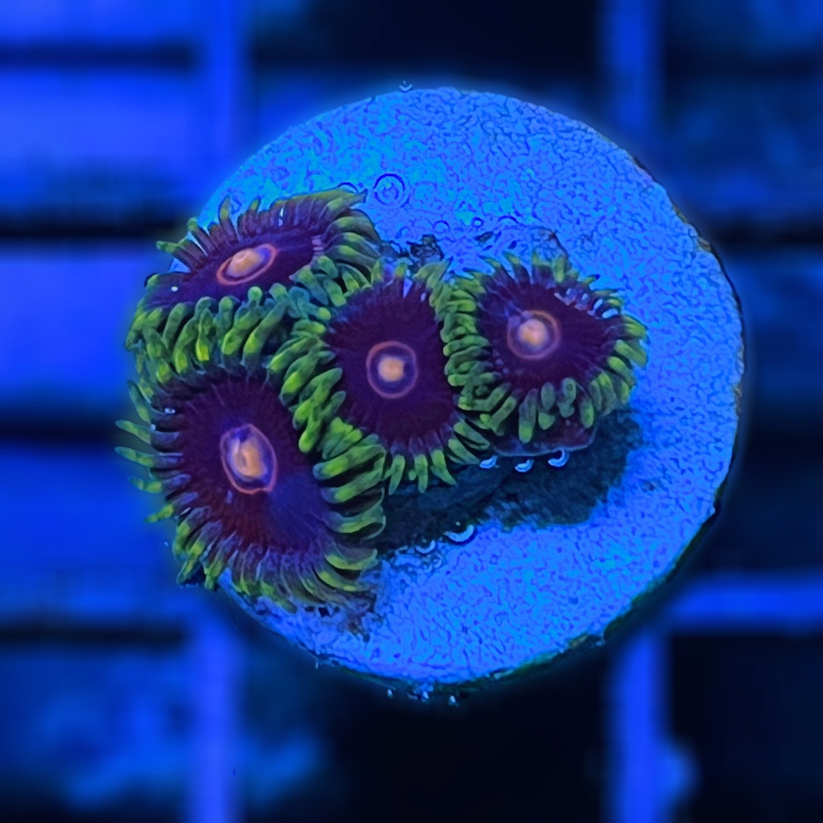 Jawbreaker Hornet Zoas