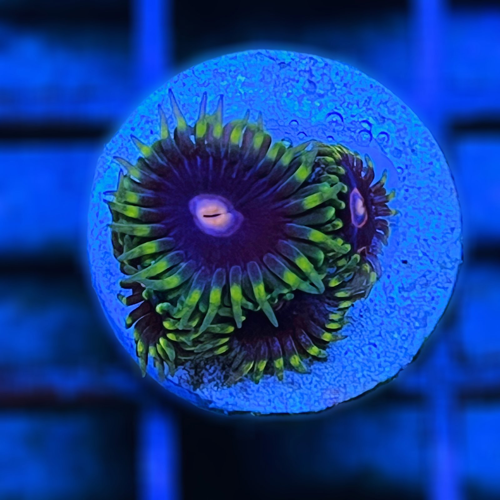 Jawbreaker Hornet Zoas