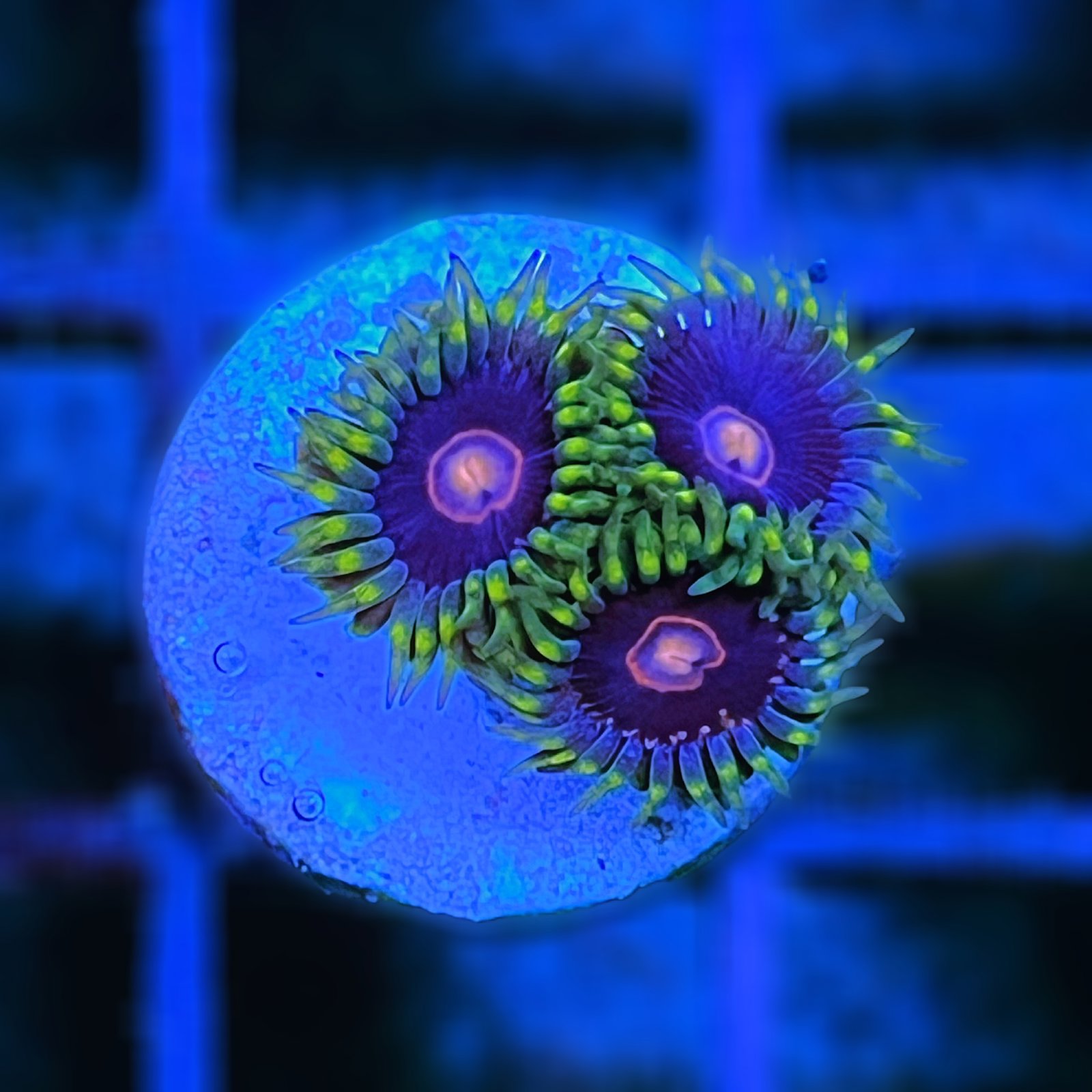 Jawbreaker Hornet Zoas