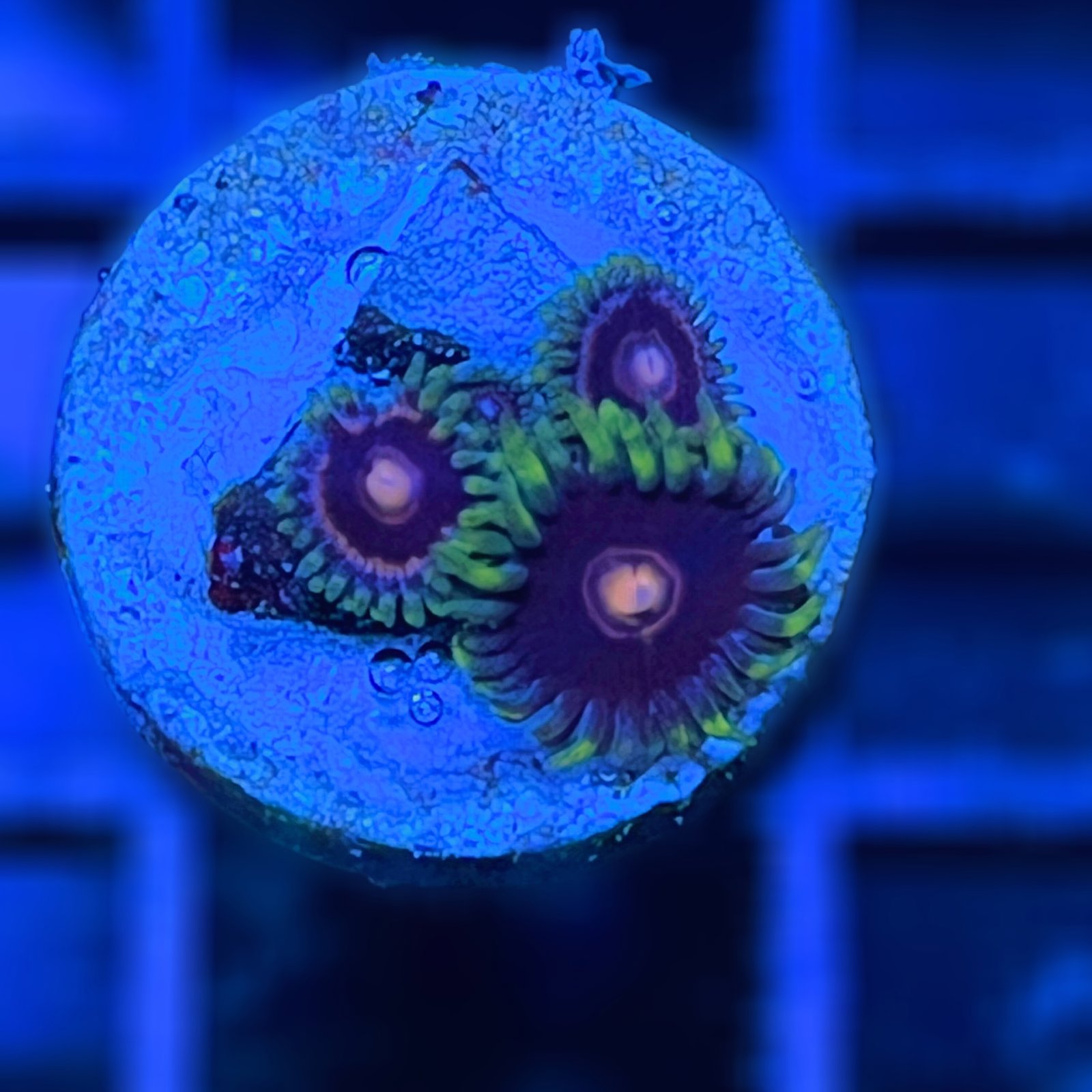 Jawbreaker Hornet Zoas