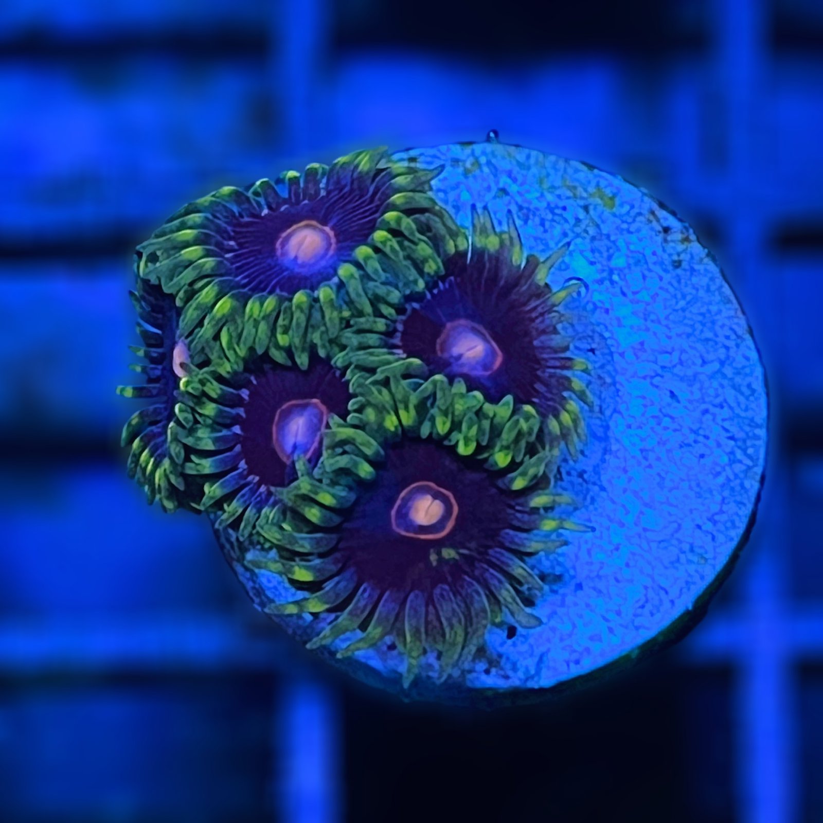 Jawbreaker Hornet Zoas