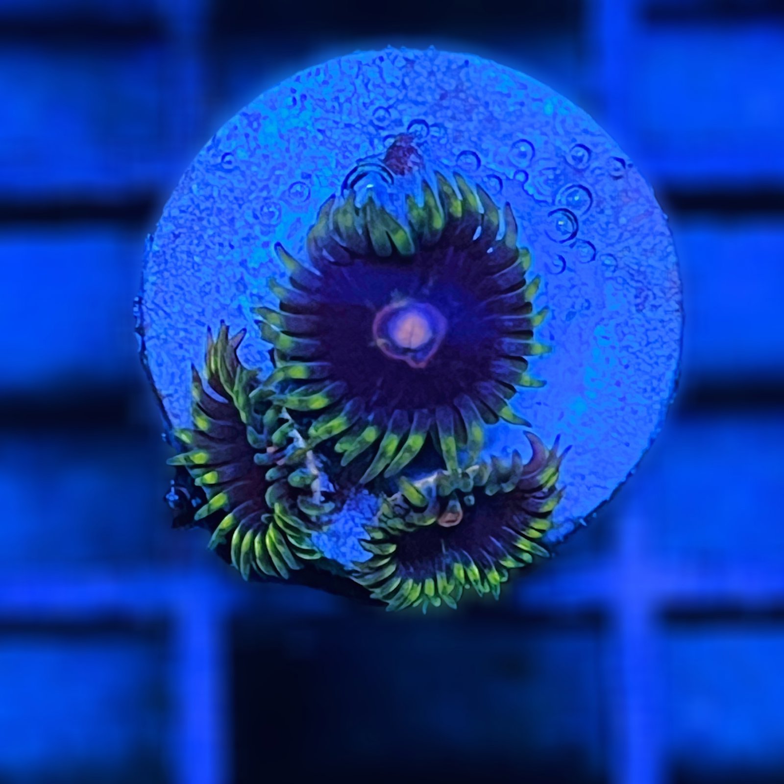 Jawbreaker Hornet Zoas