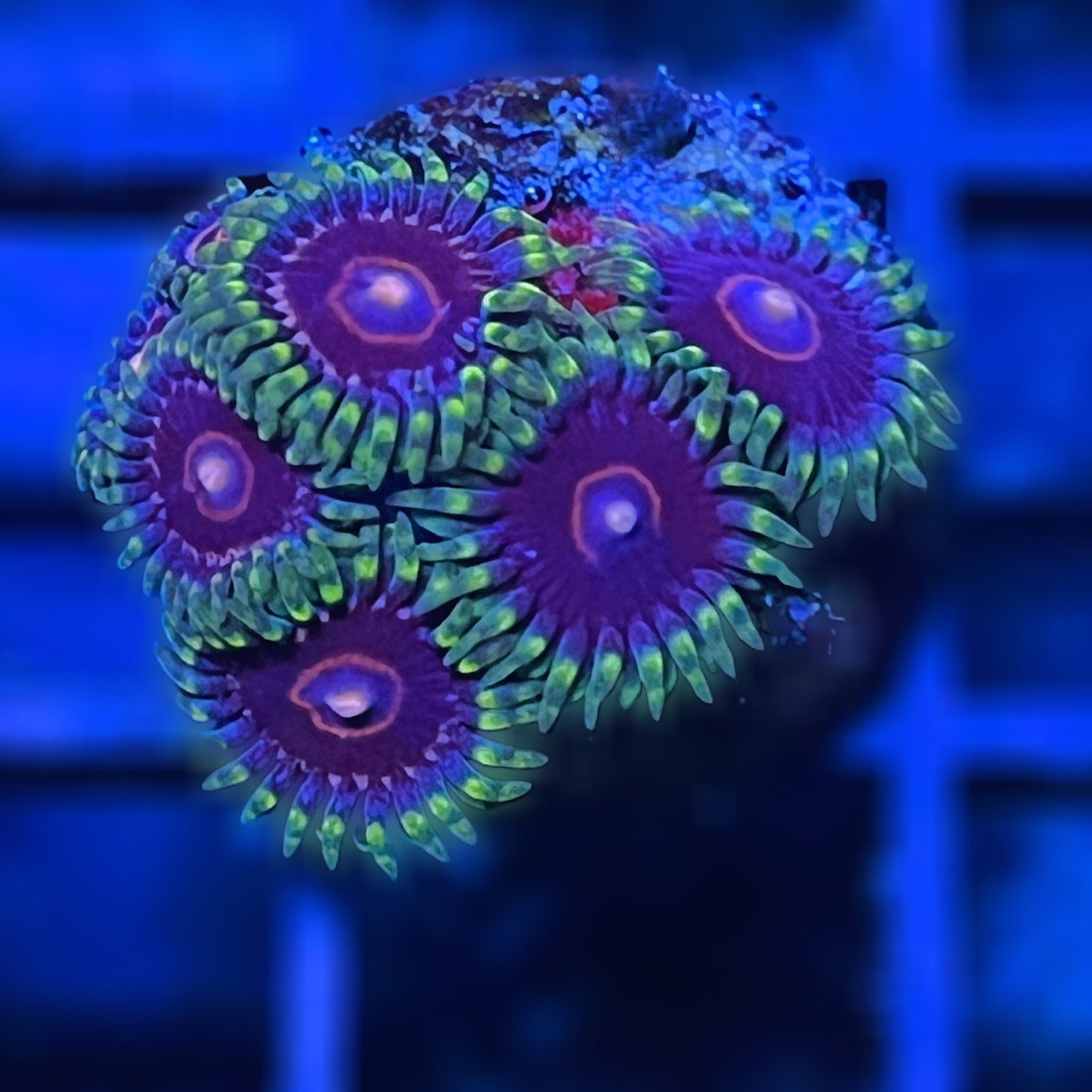 Jawbreaker Hornet Zoas