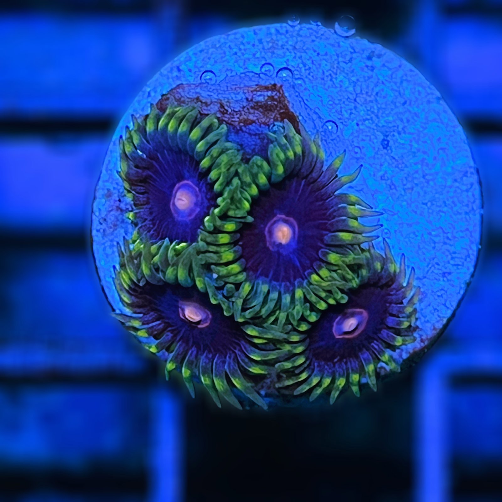 Jawbreaker Hornet Zoas