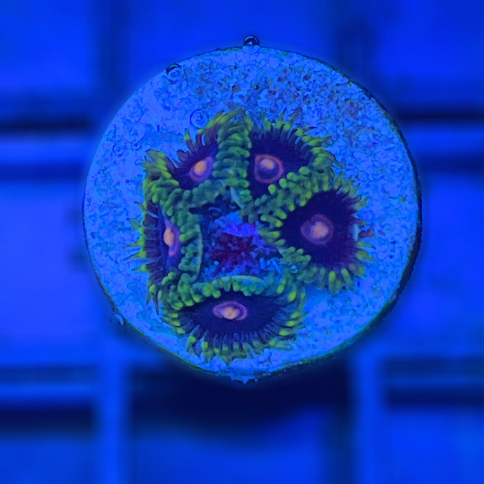 Jawbreaker Hornet Zoas