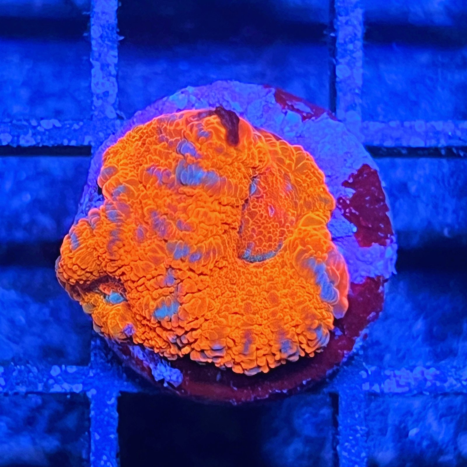 Acanthastrea Lordhowensis Ultra