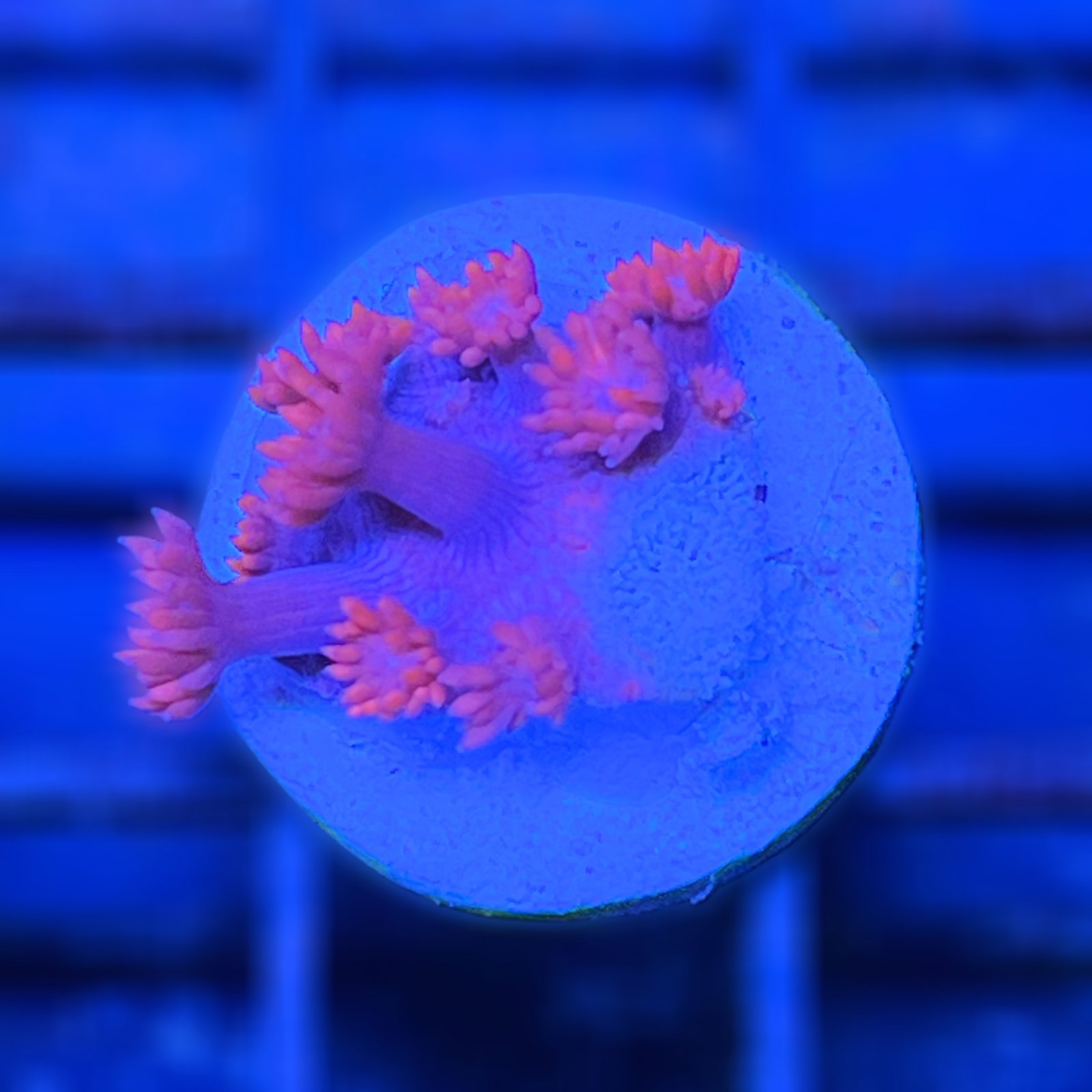 WWC Pink Lady Goniopora