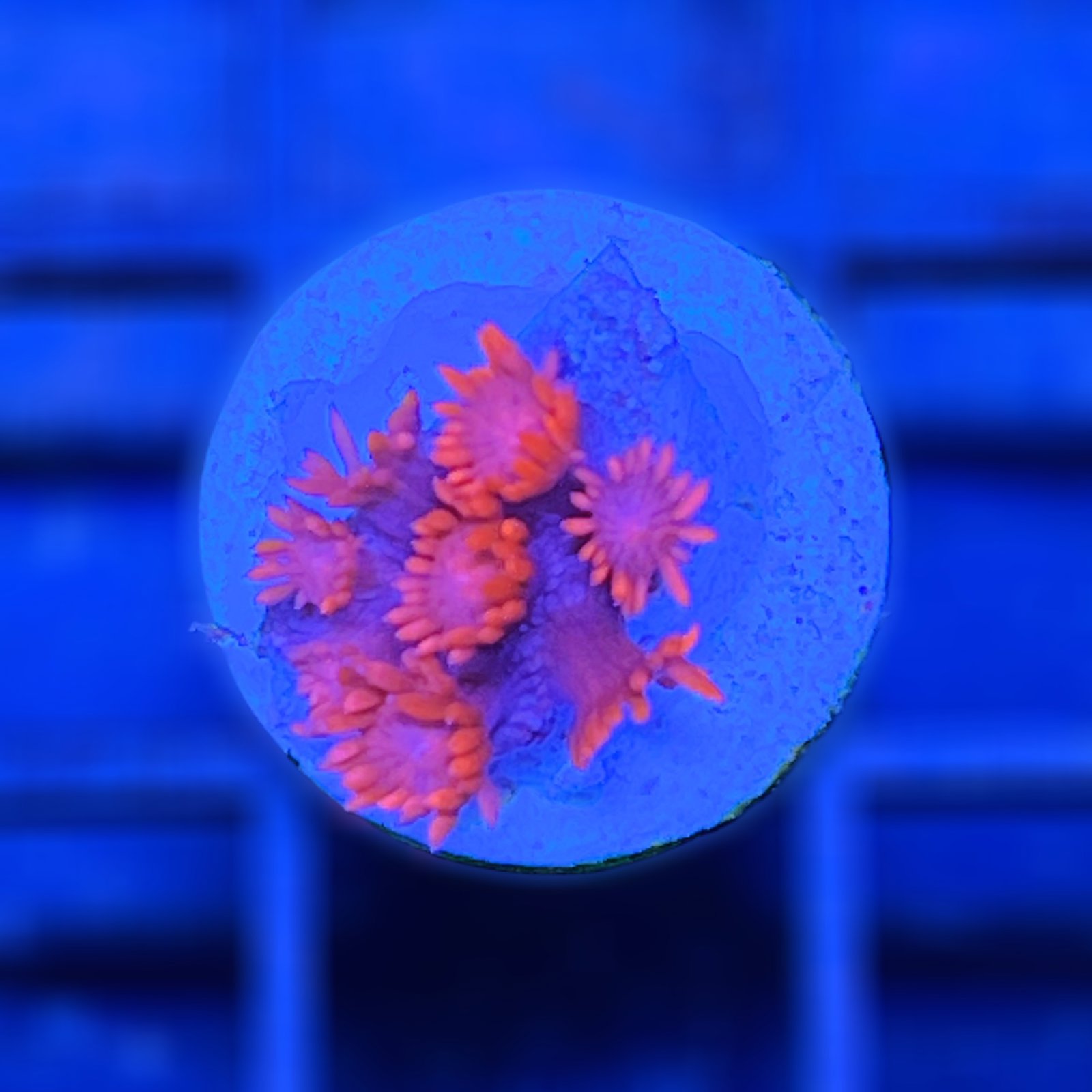 WWC Pink Lady Goniopora