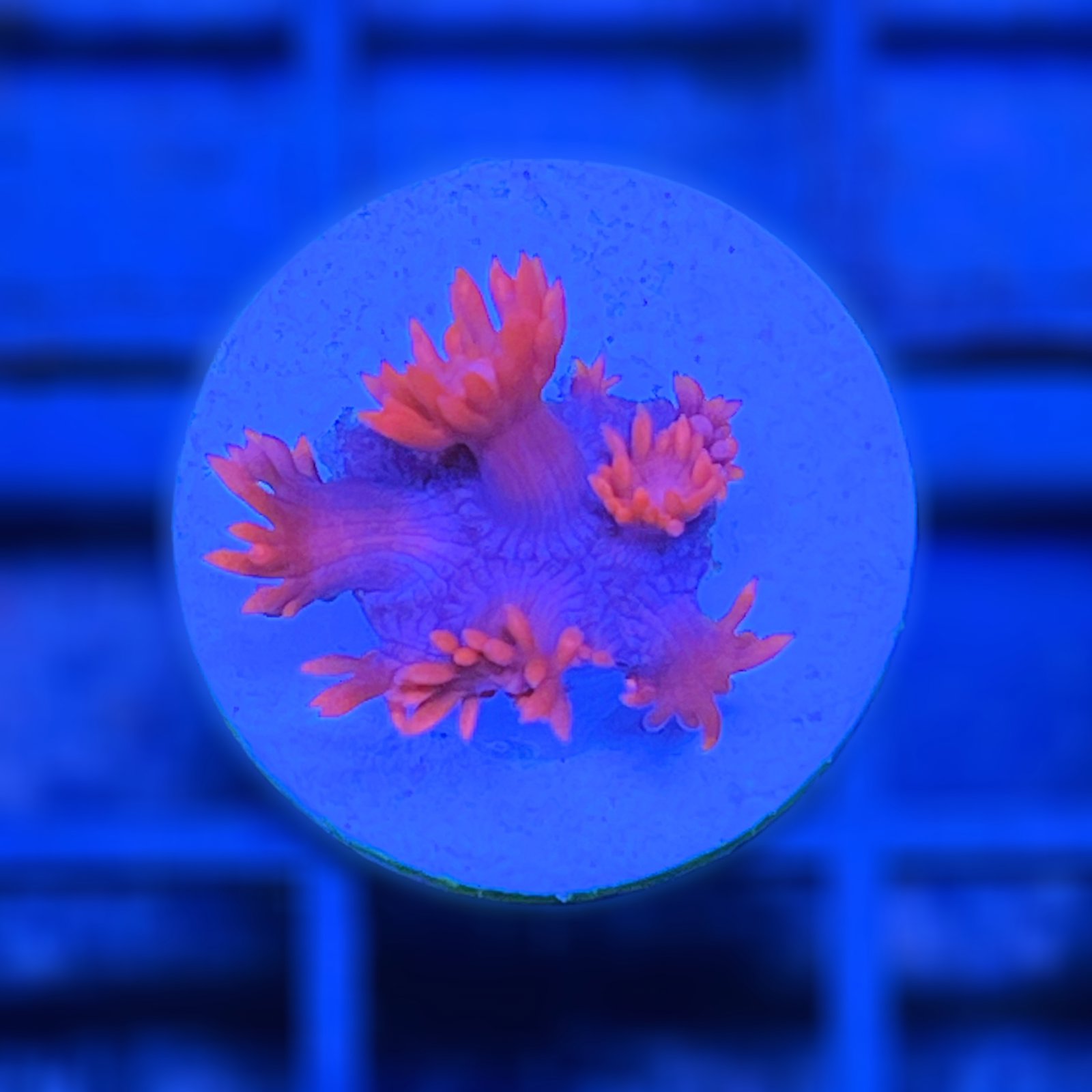 WWC Pink Lady Goniopora