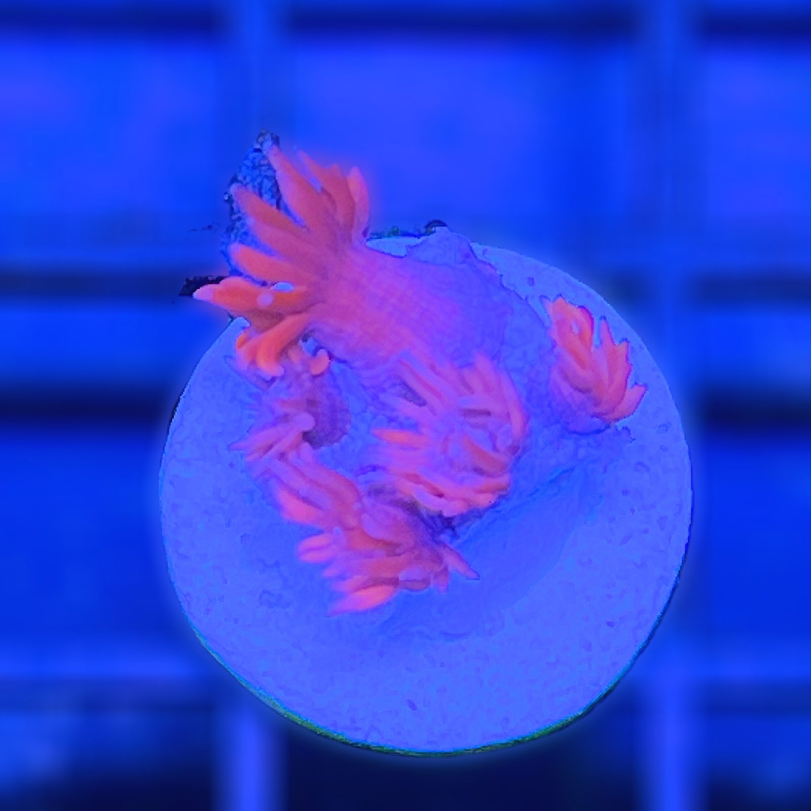 WWC Pink Lady Goniopora