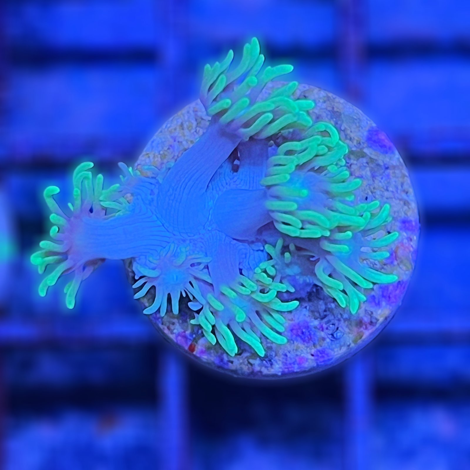 Neón Goniopora