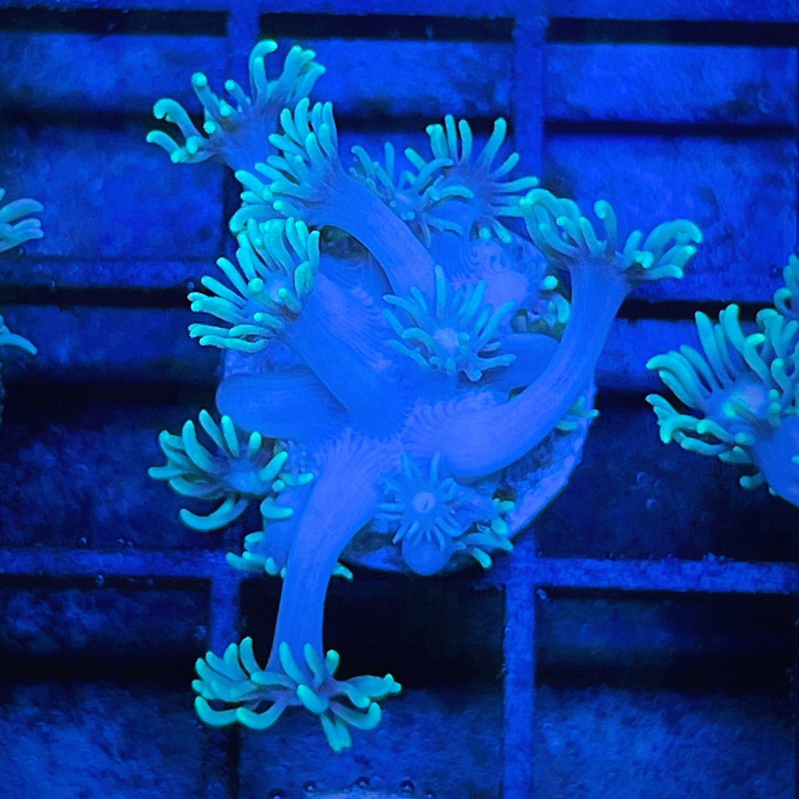 Neón Goniopora