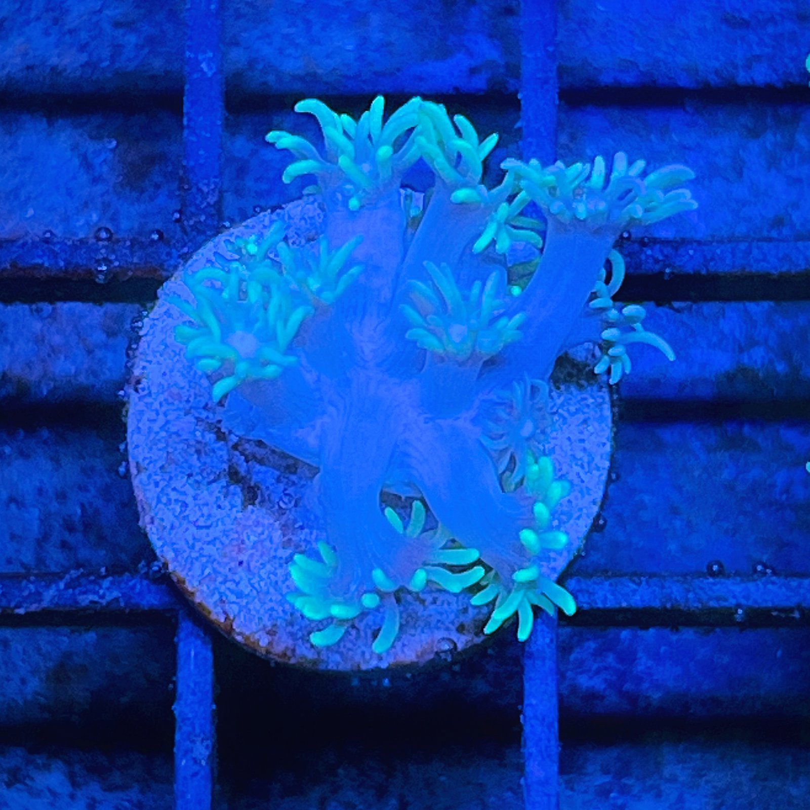 Neón Goniopora