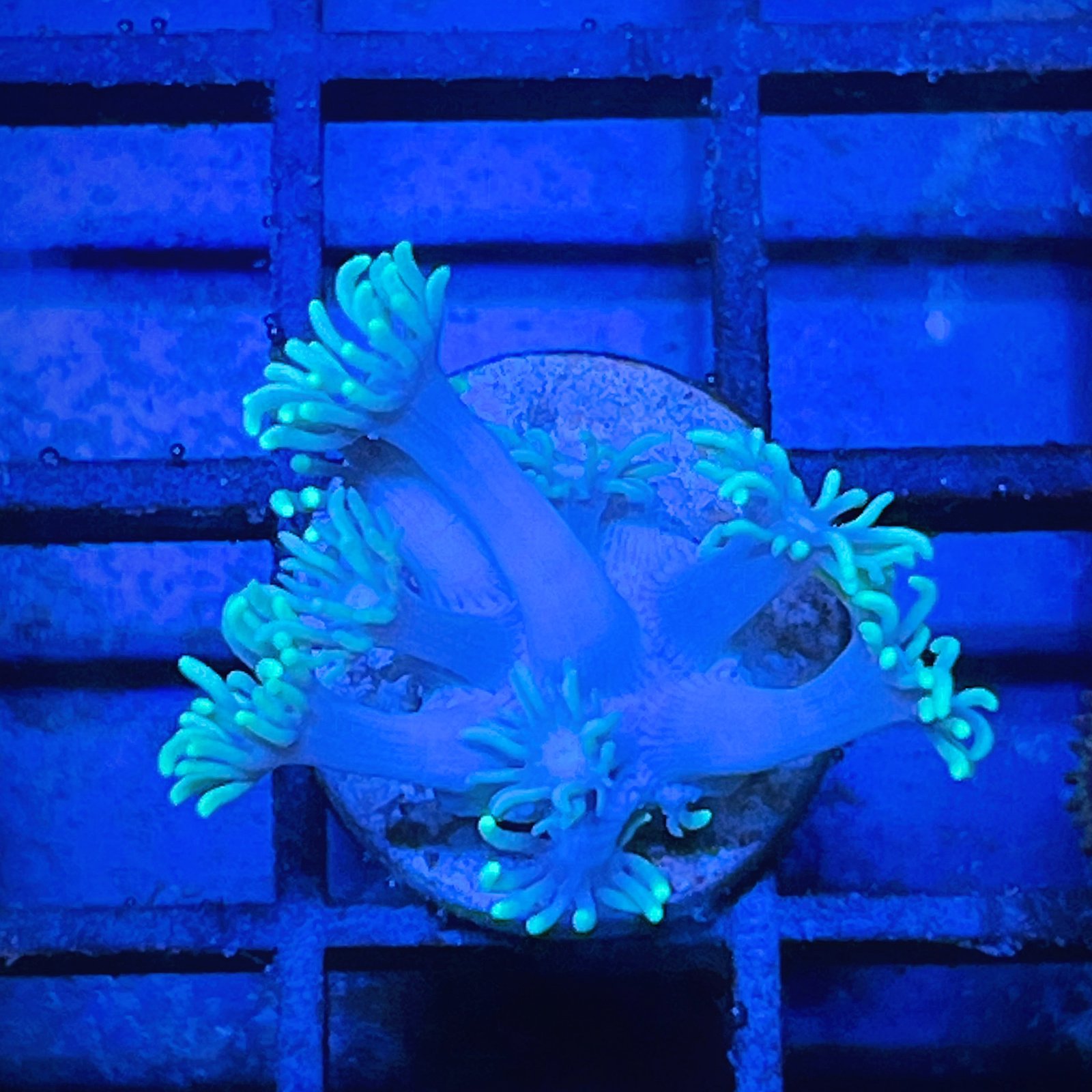 Neón Goniopora