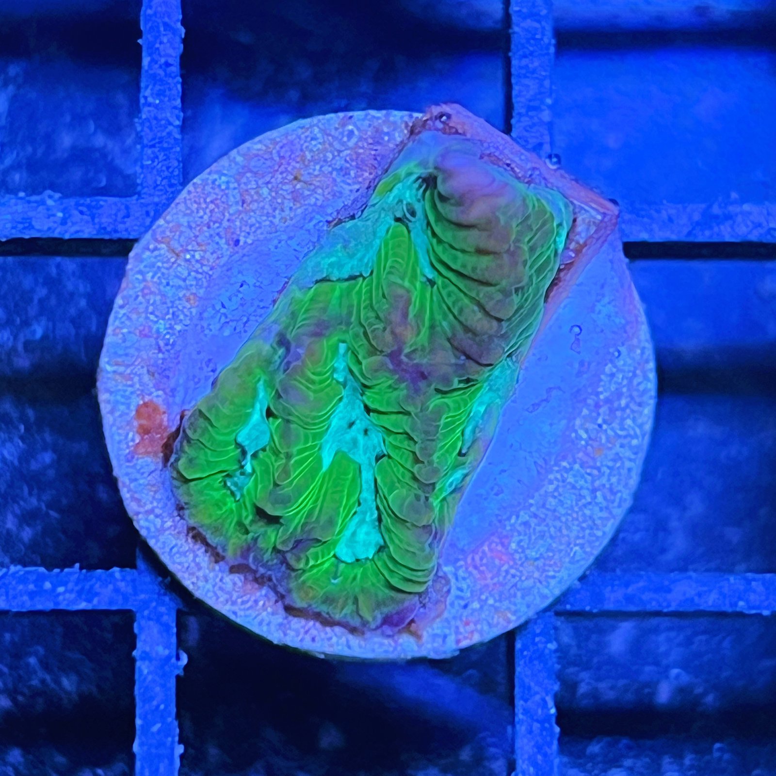Purple Monster Favia
