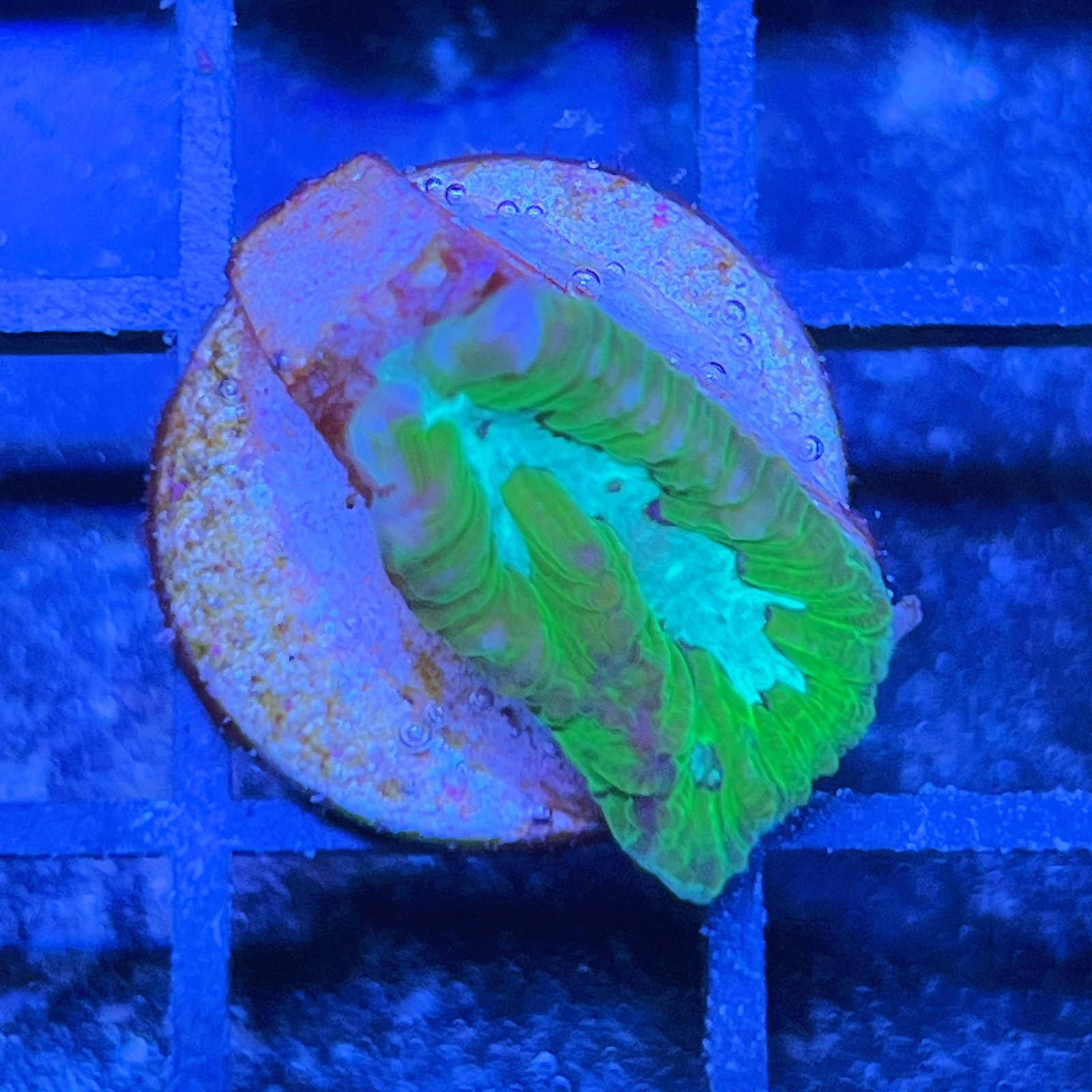 Purple Monster Favia