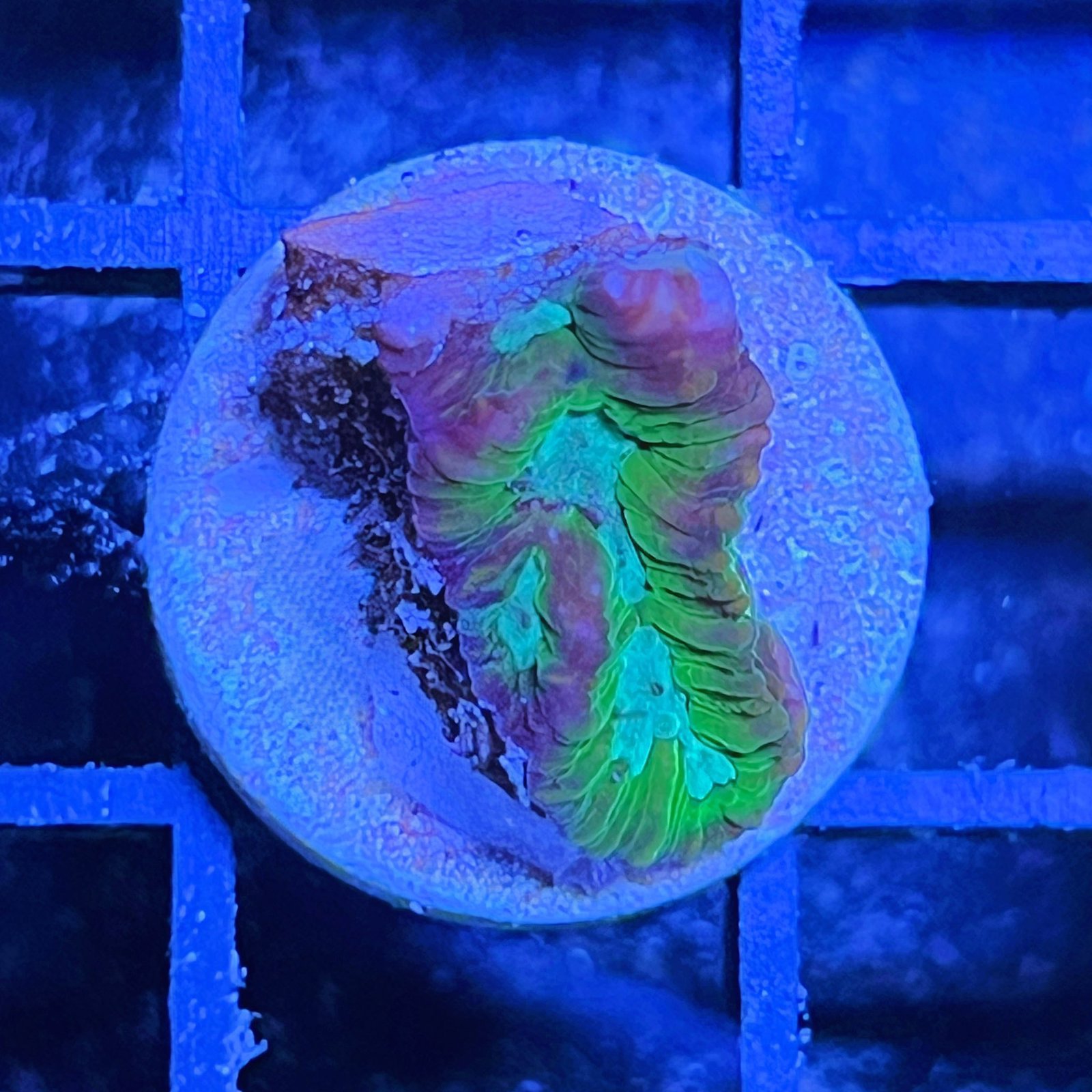 Purple Monster Favia