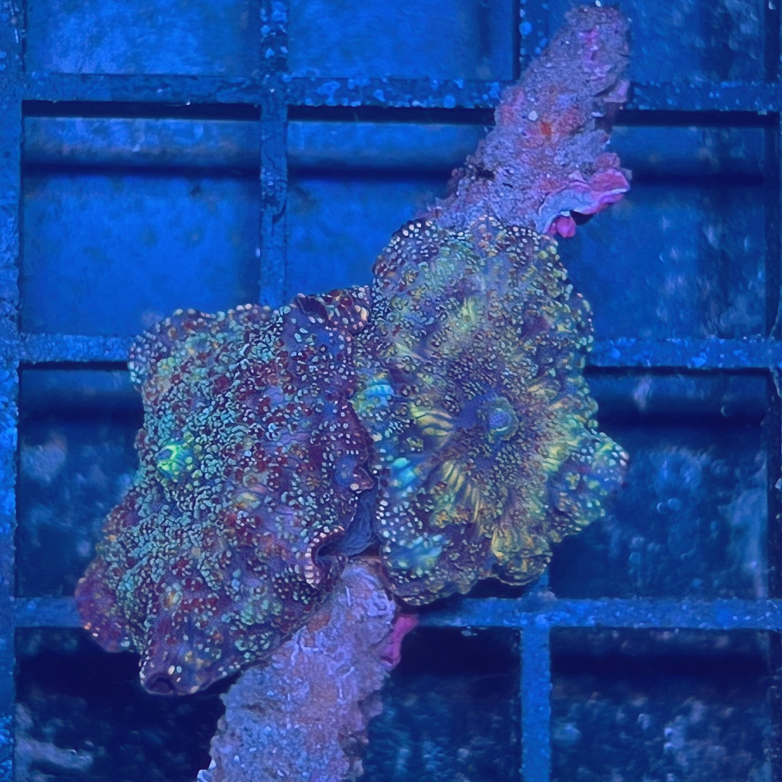 LC Rhodactis Galaxy