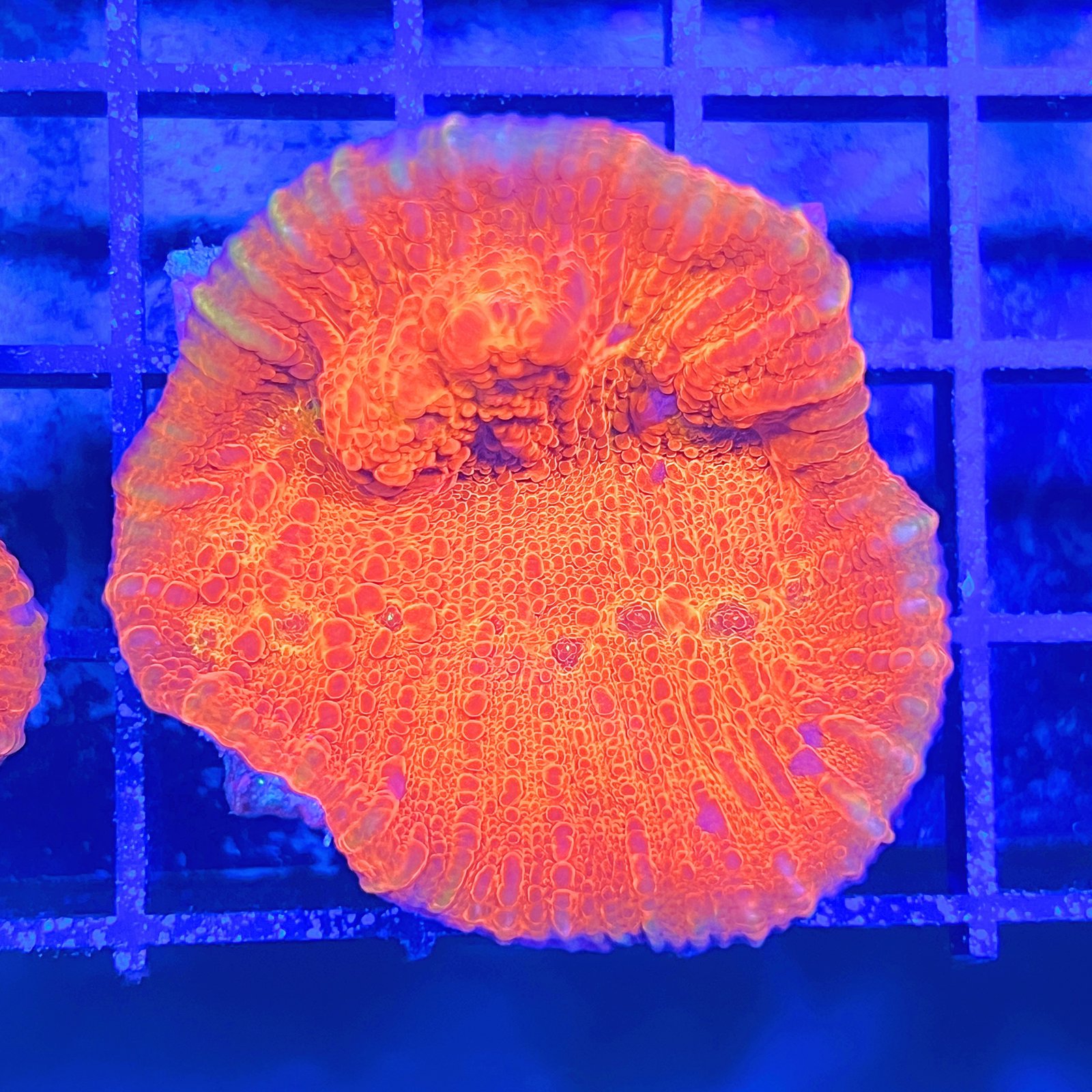 Orange Inferno Chalice