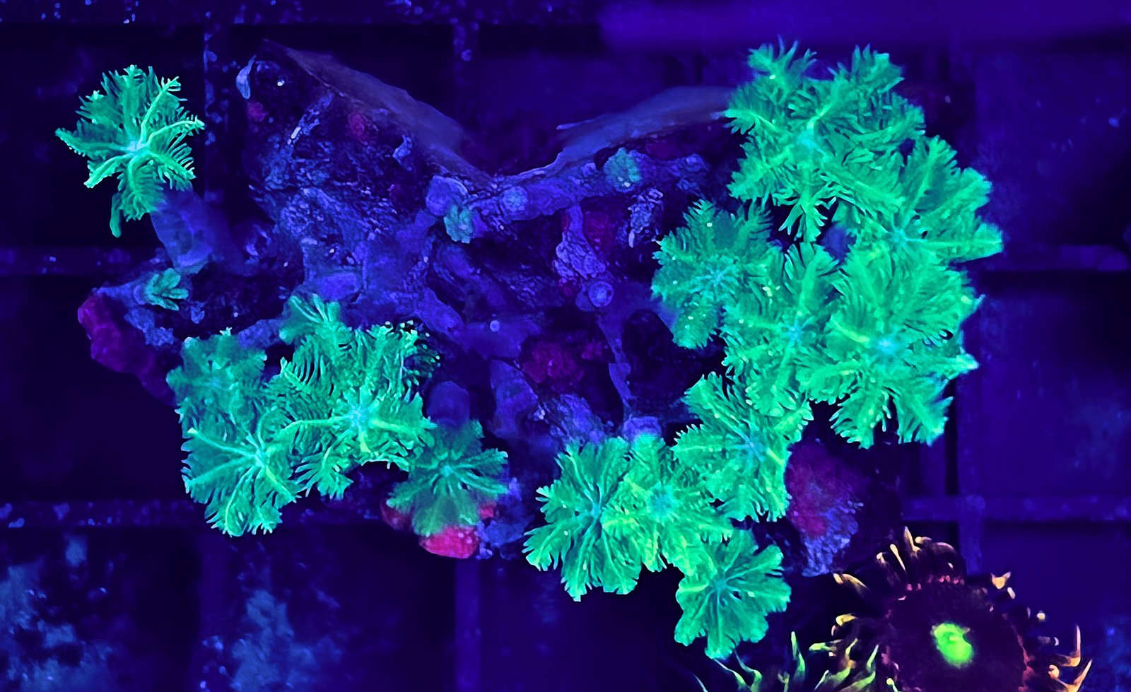 Clavularia Verde