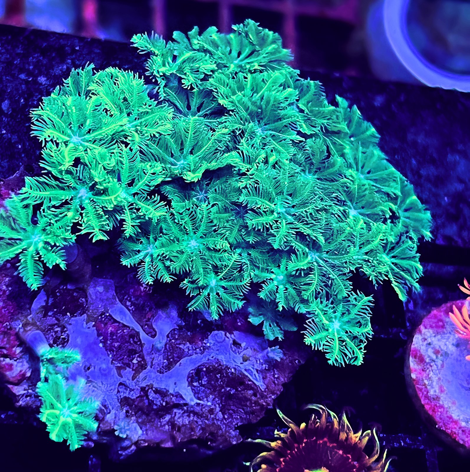 Clavularia Verde
