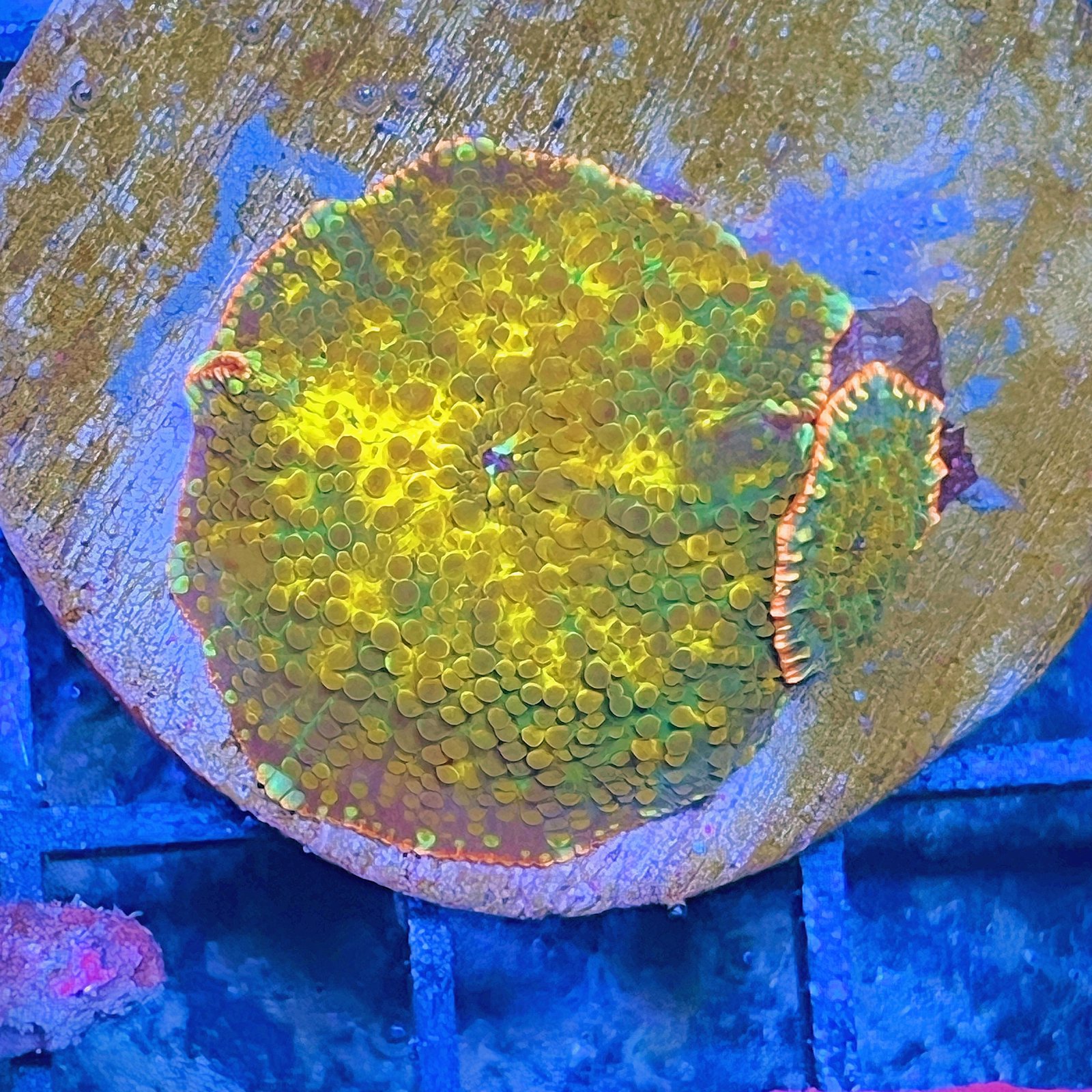 LC Golden Galaxy Discosoma - XL