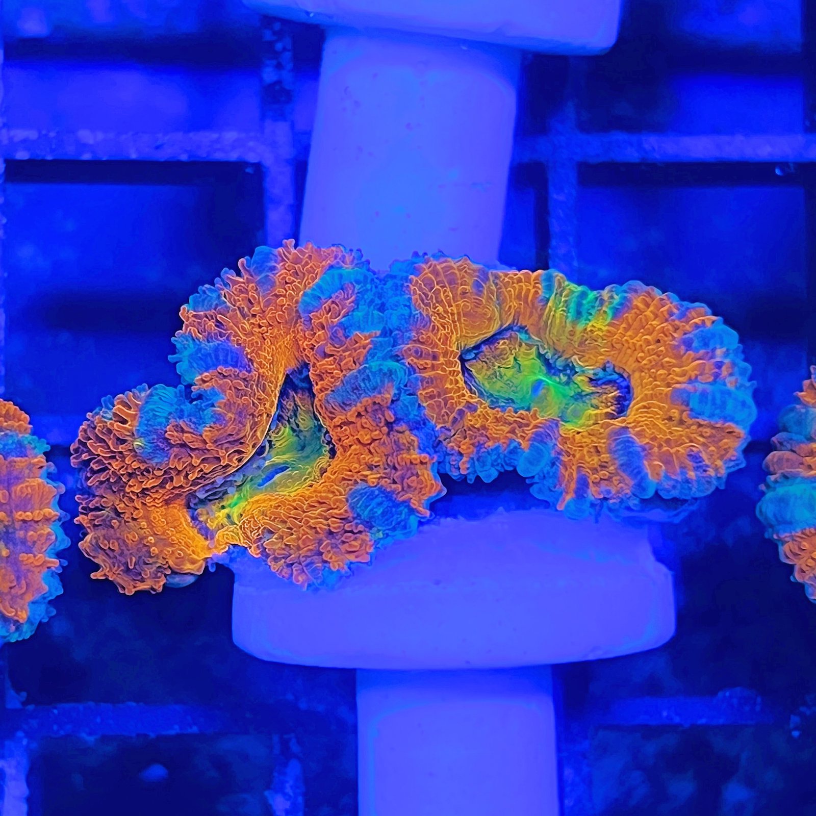 Acanthastrea Lordhowensis Rainbow