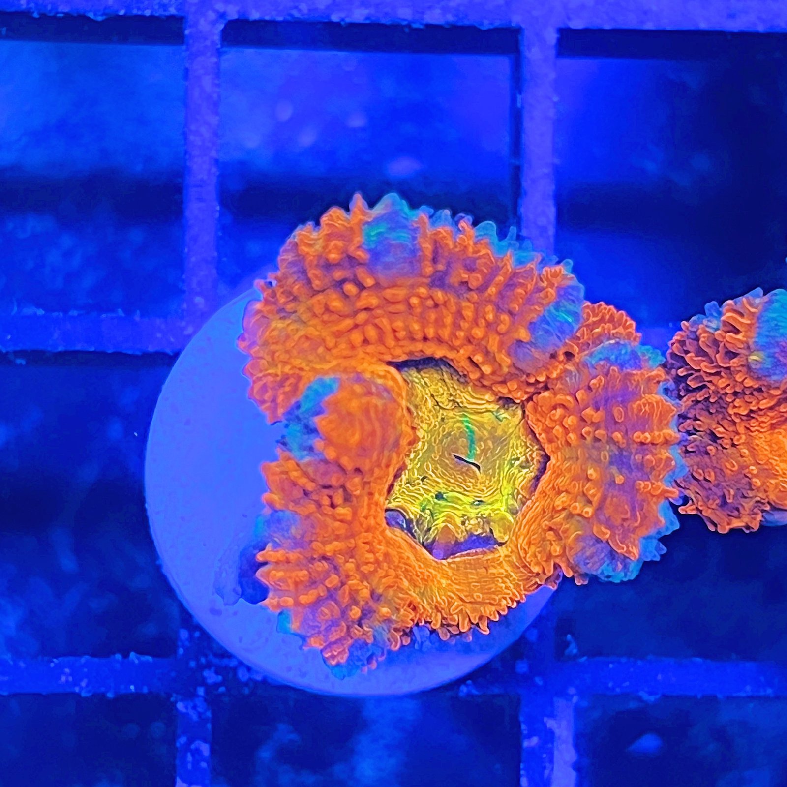 Acanthastrea Lordhowensis Rainbow