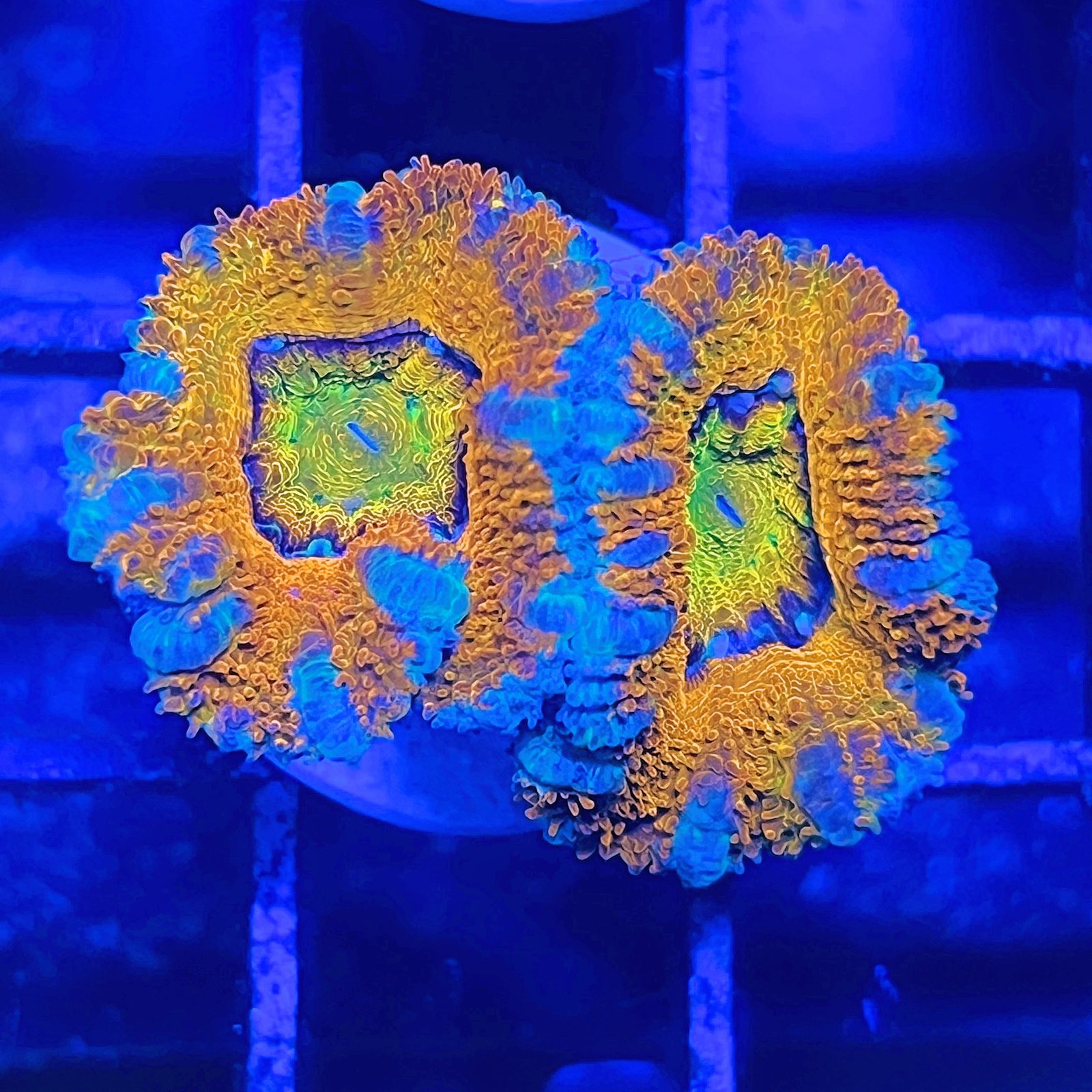 Acanthastrea Lordhowensis Rainbow