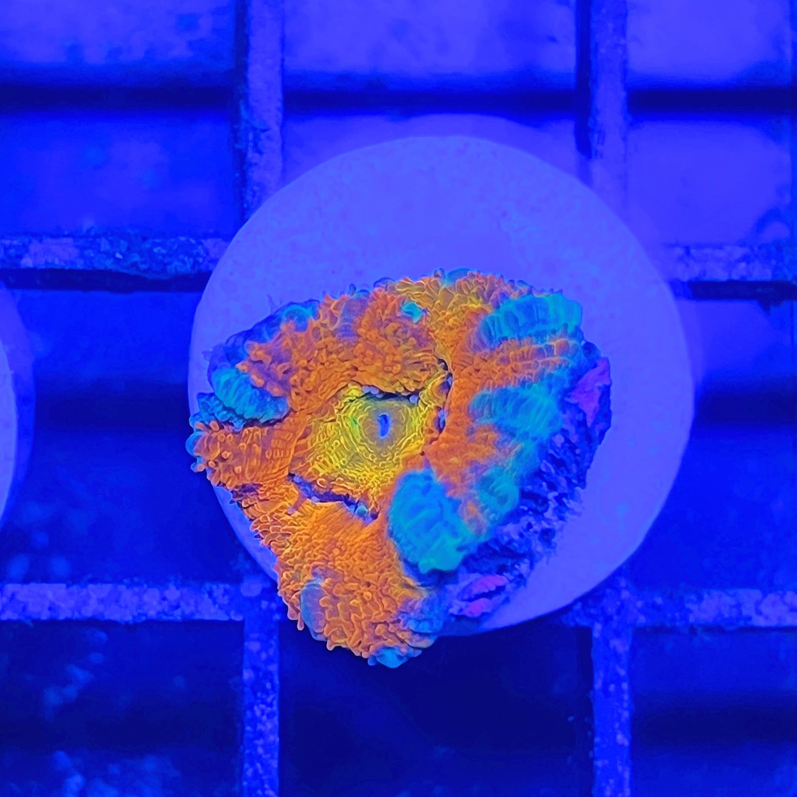 Acanthastrea Lordhowensis Rainbow