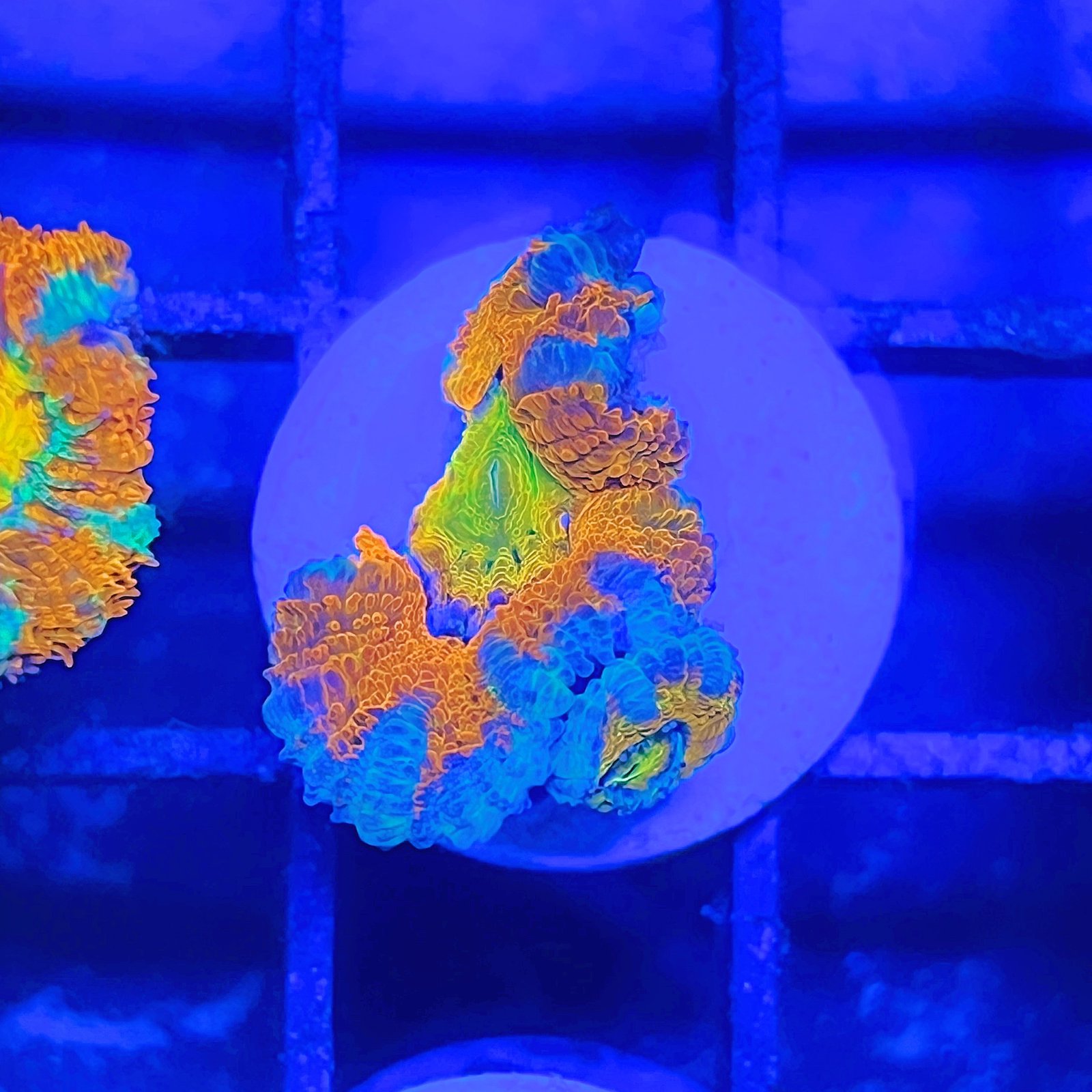 Acanthastrea Lordhowensis Rainbow